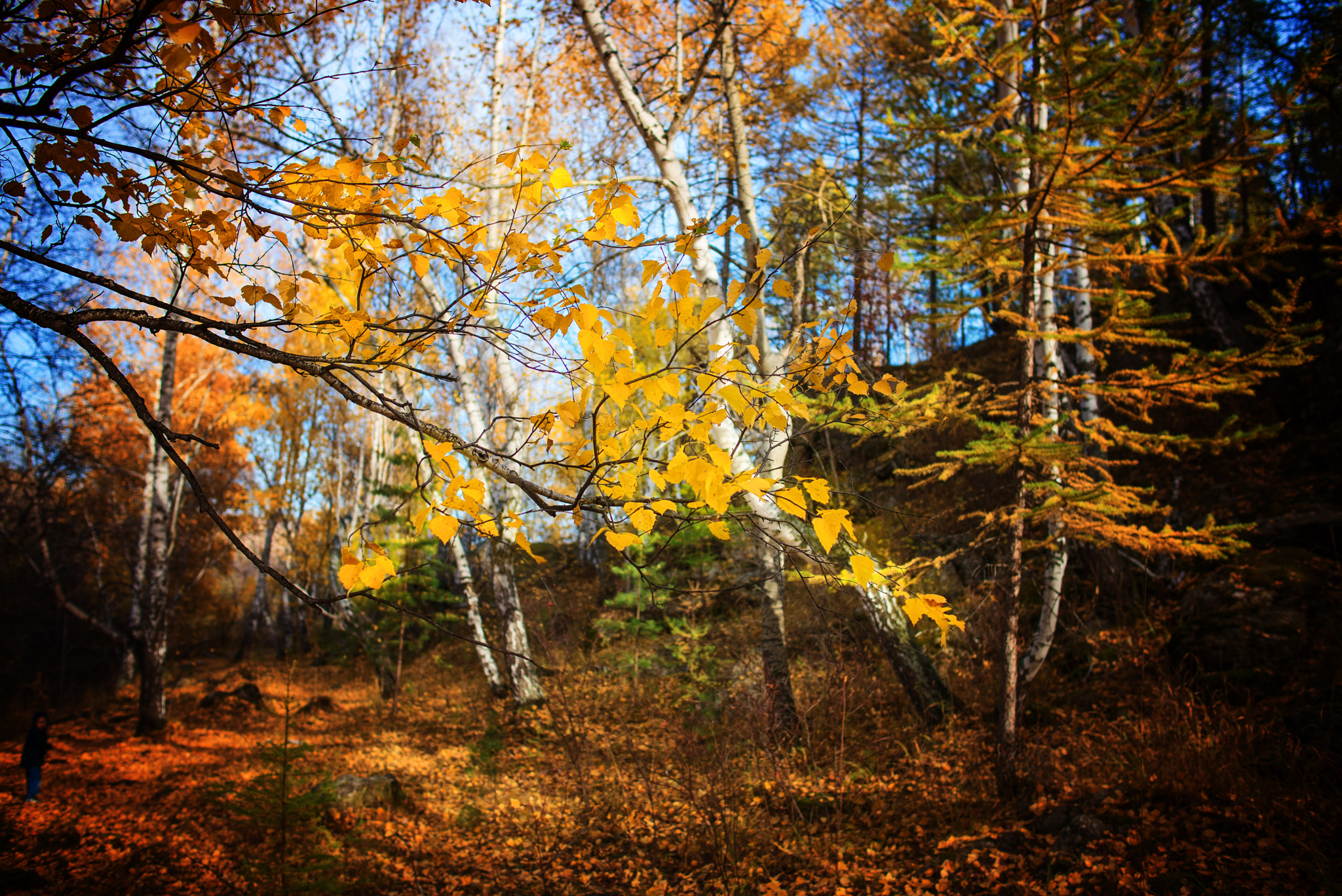 Nikon D610 + Nikon AF-S Nikkor 28mm F1.8G sample photo. "Осень" photography
