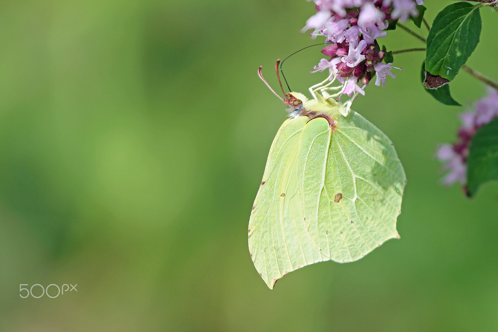 Canon EOS 550D (EOS Rebel T2i / EOS Kiss X4) + Canon EF 70-200mm F4L IS USM sample photo. Common brimstone (gonepteryx rhamni) photography