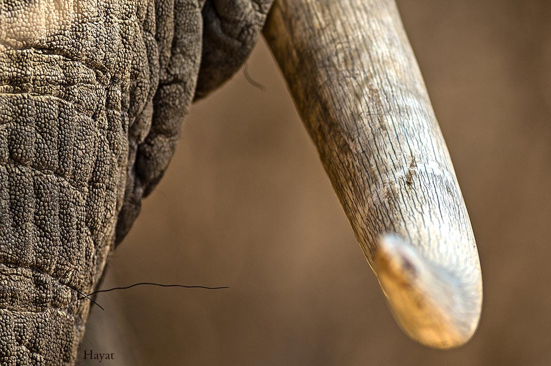 Nikon AF-S Nikkor 300mm F2.8G ED VR II sample photo. Elephant tusk up close mana pools national park photography