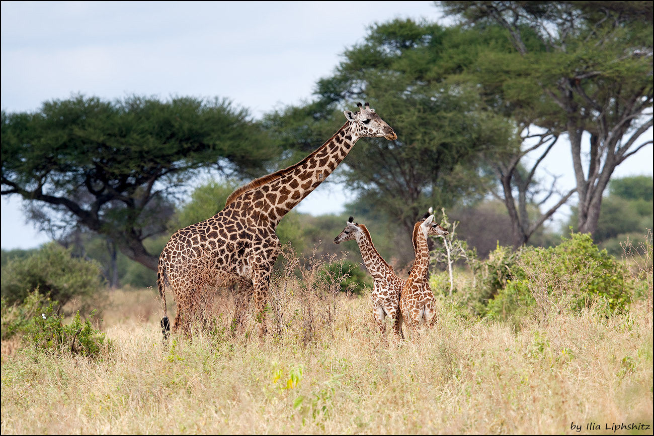 Canon EOS-1D Mark III + Canon EF 300mm F2.8L IS USM sample photo. Giraffes of tarangire №1 photography