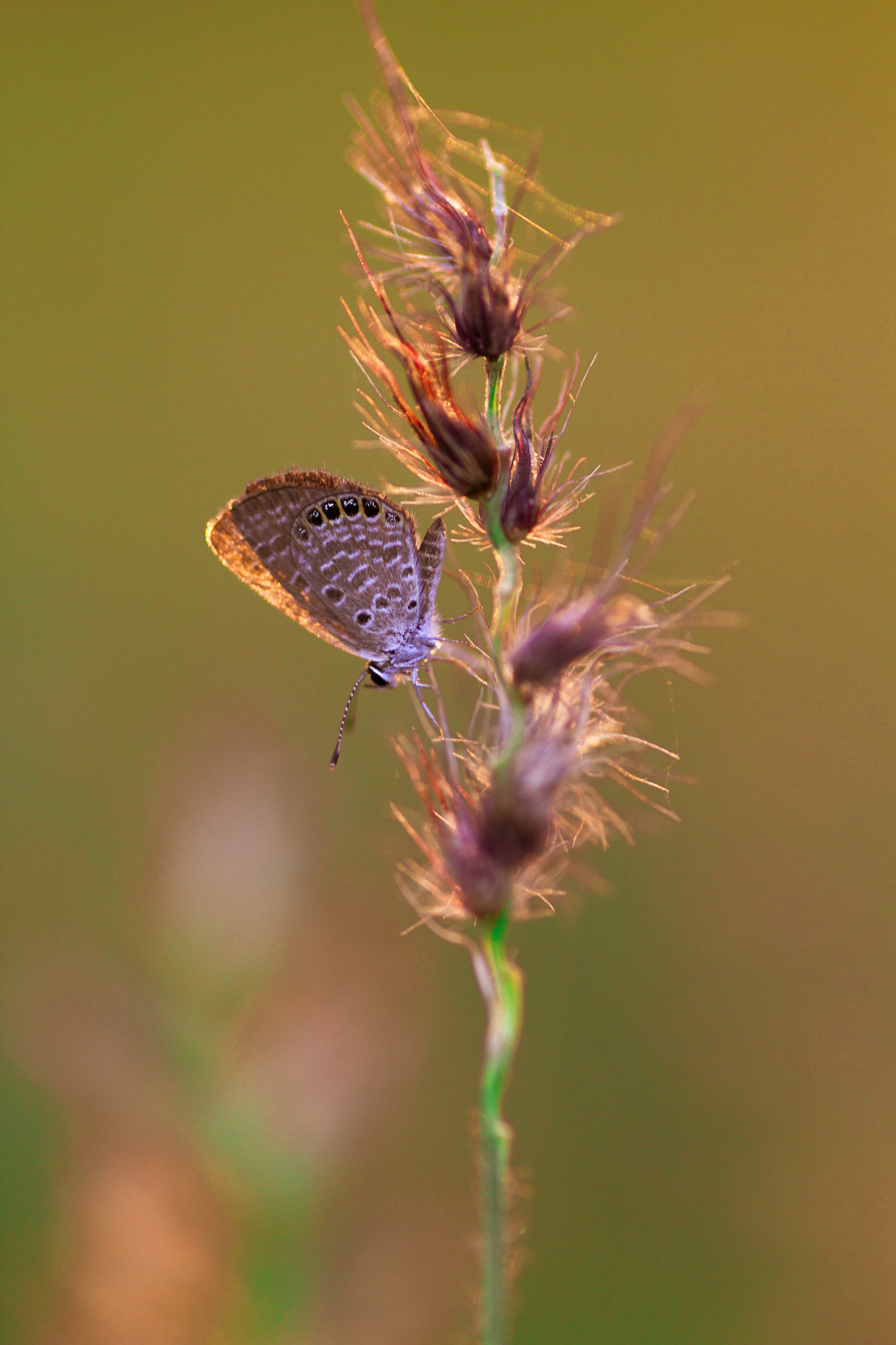 Canon EOS 550D (EOS Rebel T2i / EOS Kiss X4) + Tamron SP AF 90mm F2.8 Di Macro sample photo. Macro in nature.. photography