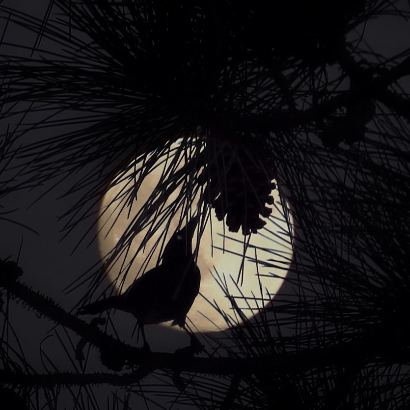 Canon EF75-300mm f/4-5.6 sample photo. Autumn night photography