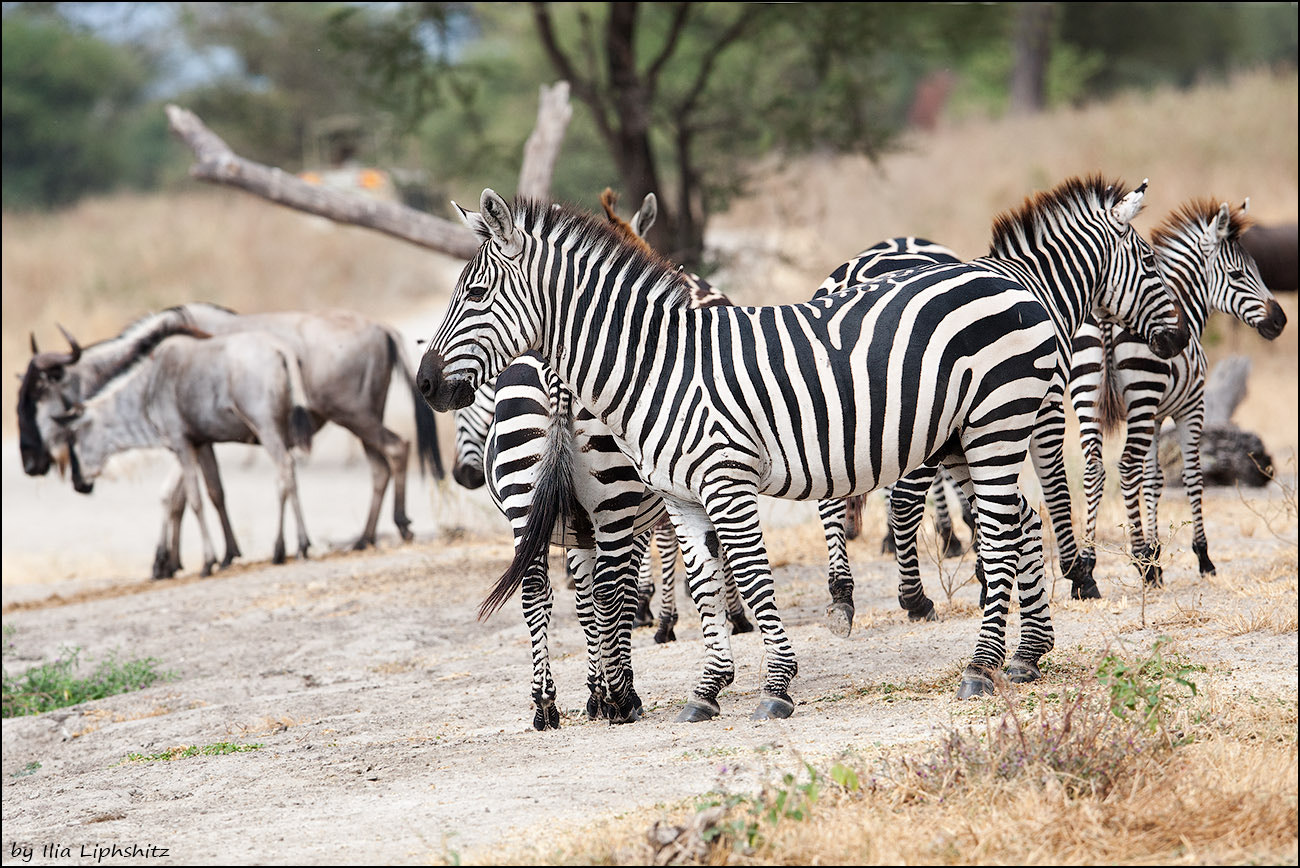 Canon EF 300mm F2.8L IS USM sample photo. Zebras of tarangire №1 photography
