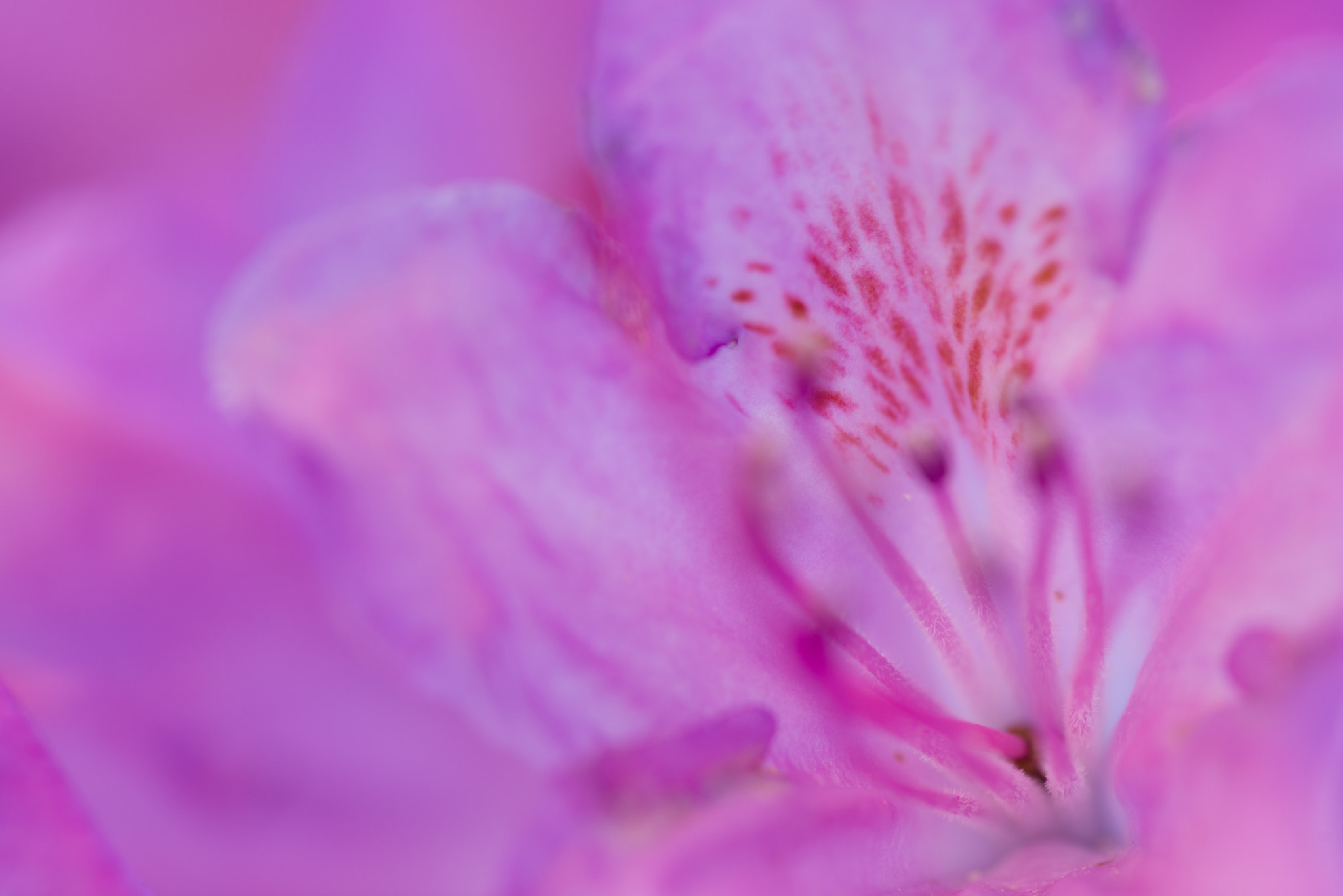 Nikon D800 + Nikon AF Micro-Nikkor 200mm F4D ED-IF sample photo. Rhododendron photography