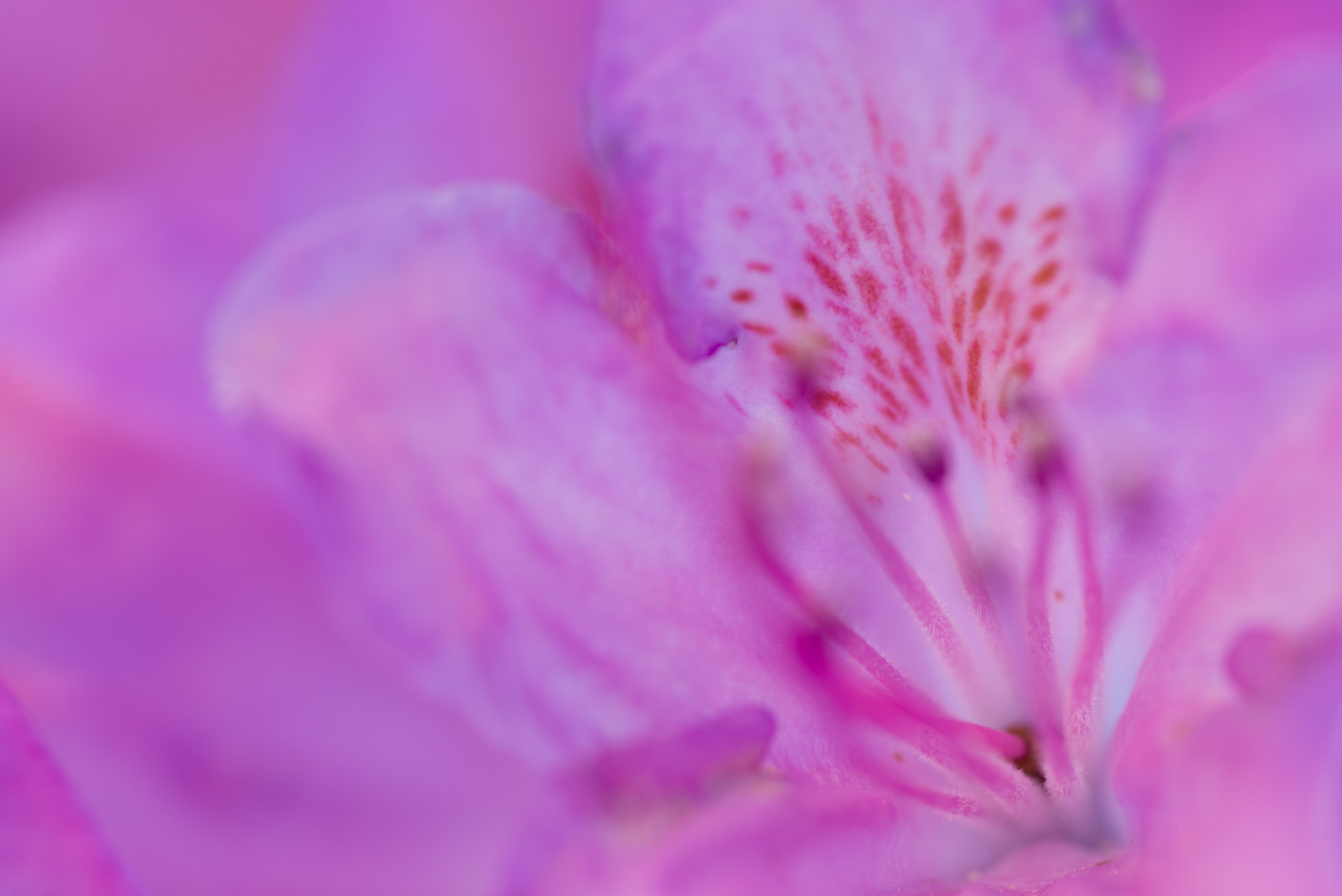 Nikon AF Micro-Nikkor 200mm F4D ED-IF sample photo. Rhododendron photography