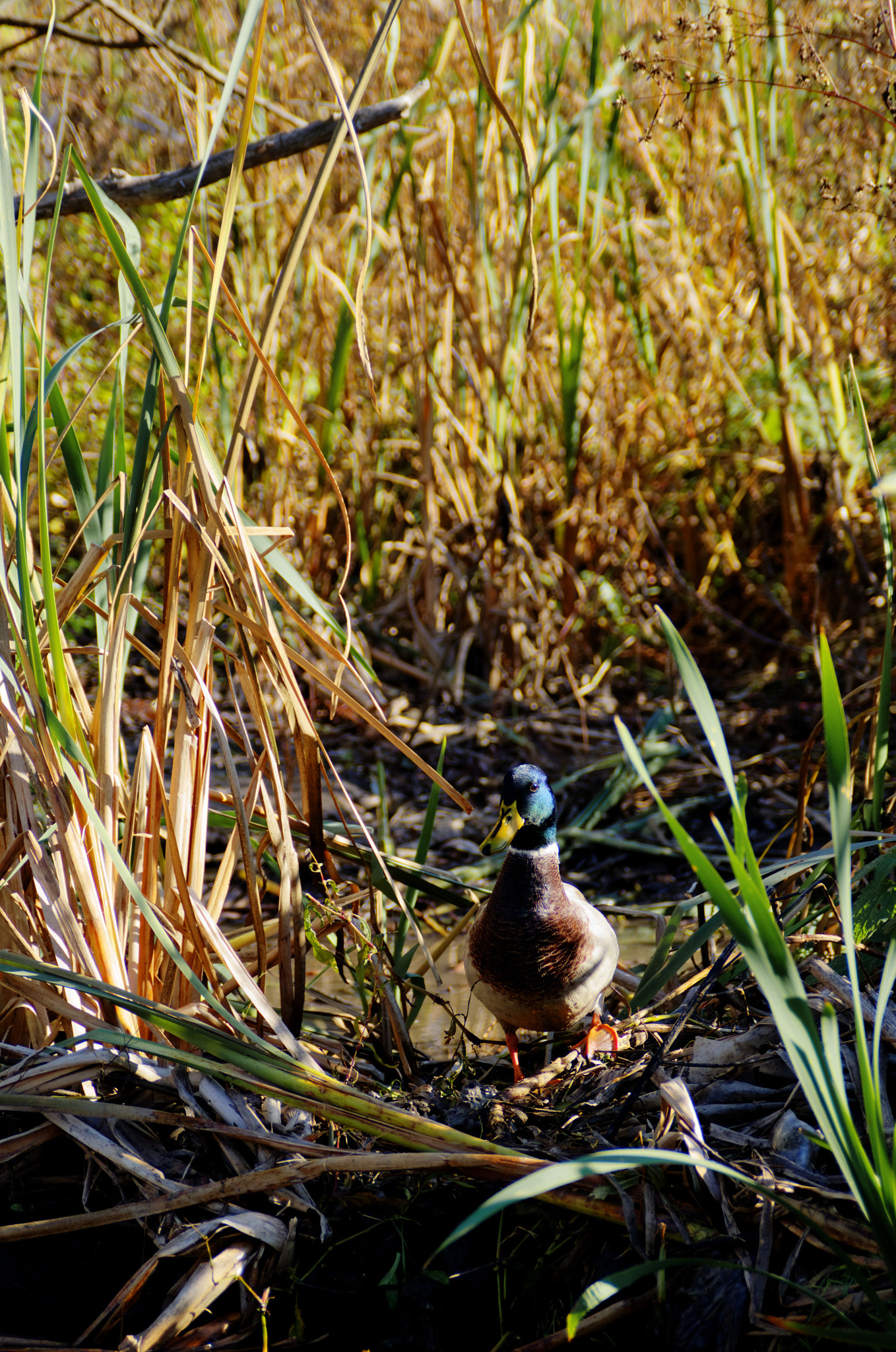 AF Zoom-Nikkor 28-105mm f/3.5-4.5D IF sample photo. Beautiful duck photography