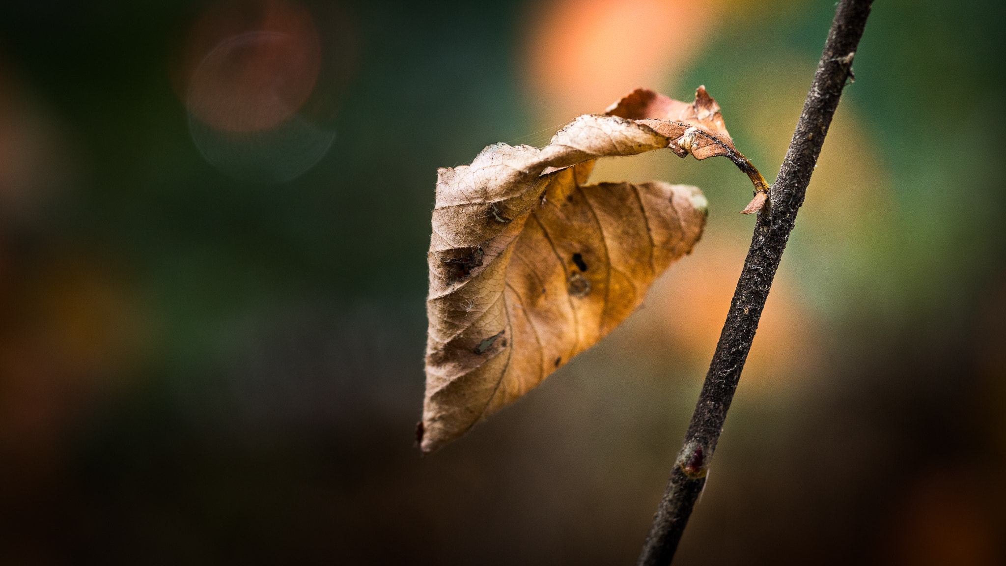 Sony a6000 + Sony FE 90mm F2.8 Macro G OSS sample photo. Autumn leaf. photography