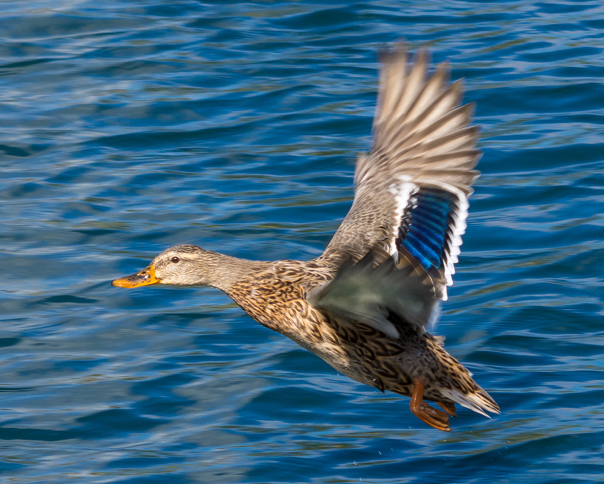 Sigma 70-300mm F4-5.6 APO DG Macro sample photo. First flying duck!  photography
