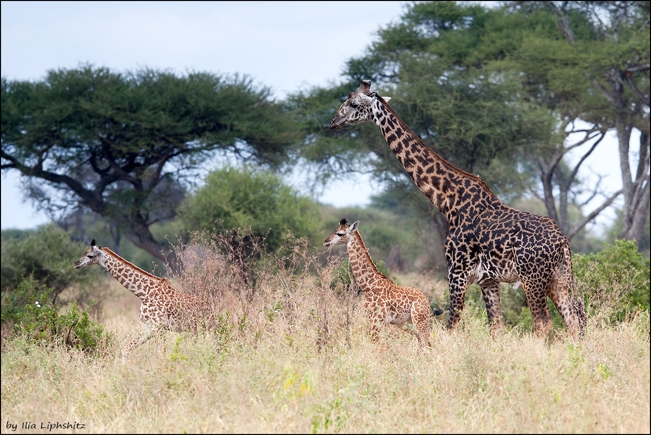 Canon EOS-1D Mark III sample photo. Giraffes of tarangire №2 photography