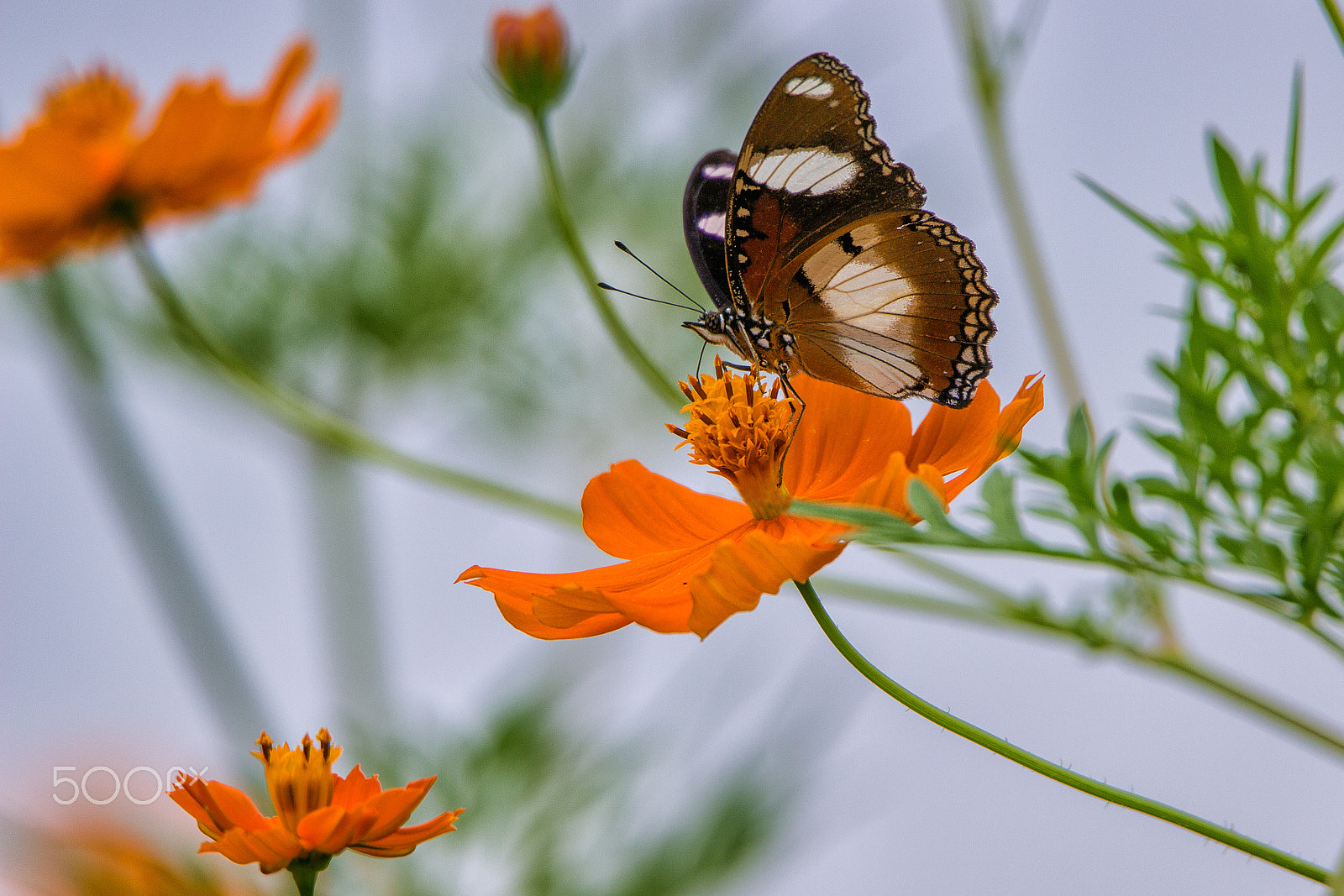 Tamron SP 150-600mm F5-6.3 Di VC USD sample photo. Butterfly photography