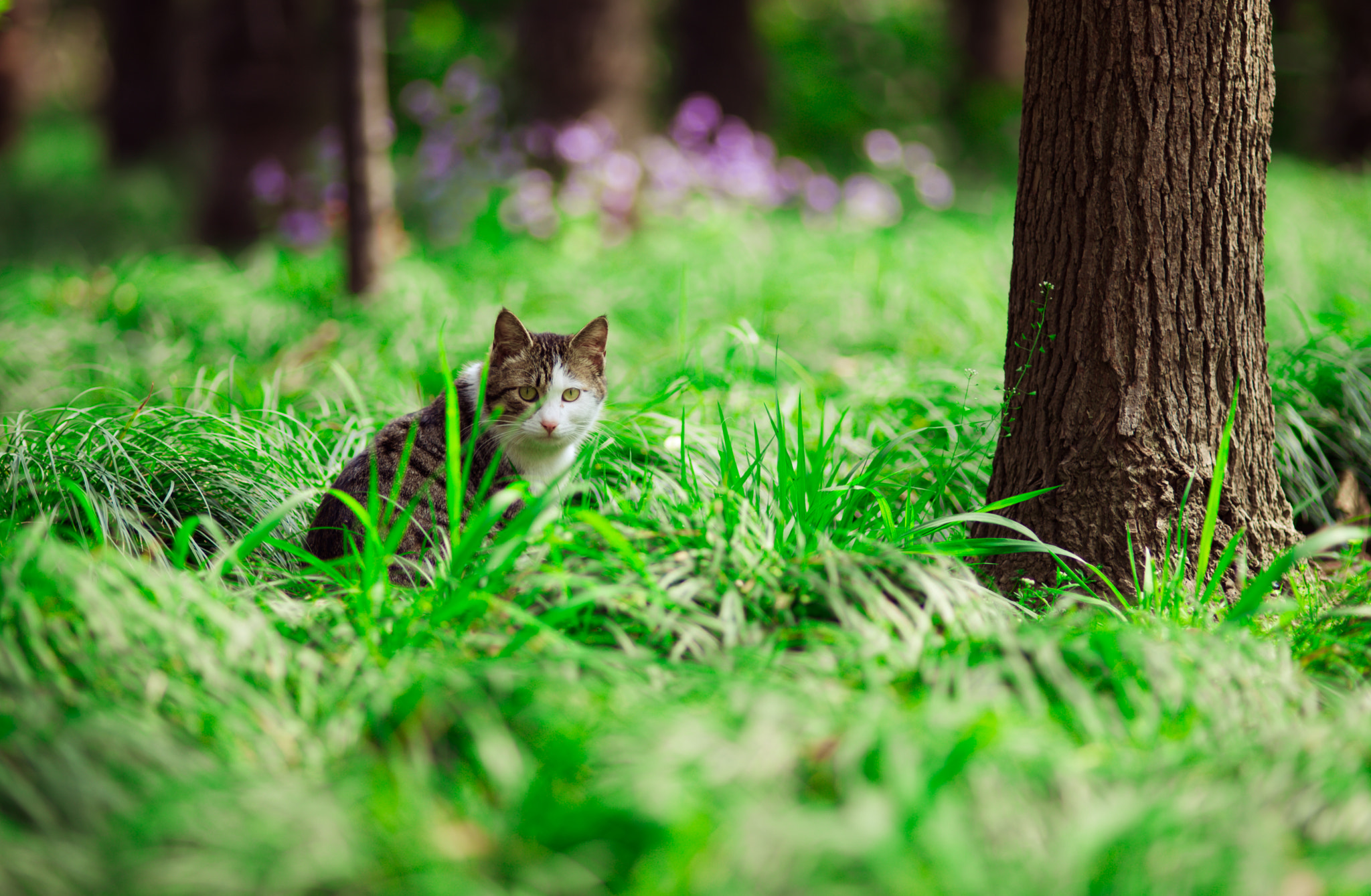 Nikon D610 + Nikon AF Nikkor 180mm F2.8D ED-IF sample photo. Green&cat photography