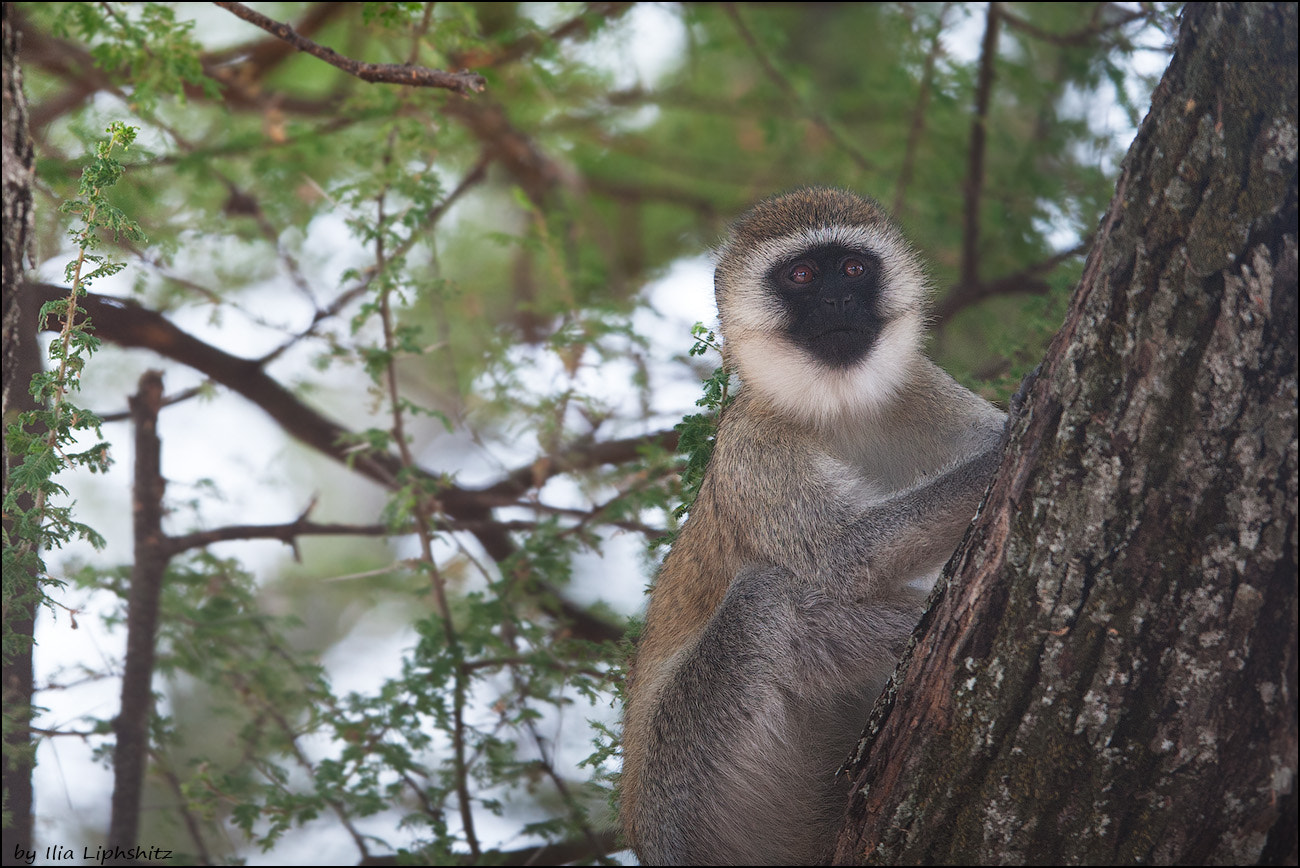Canon EOS-1D Mark III sample photo. Vervet monkey, tarangire photography