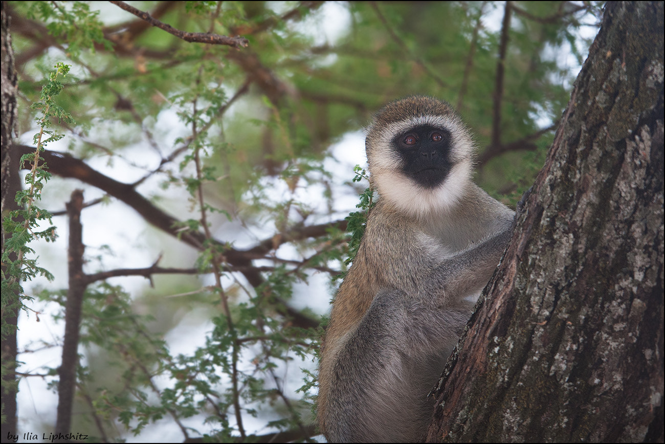 Canon EOS-1D Mark III + Canon EF 300mm F2.8L IS USM sample photo. Vervet monkey, tarangire photography