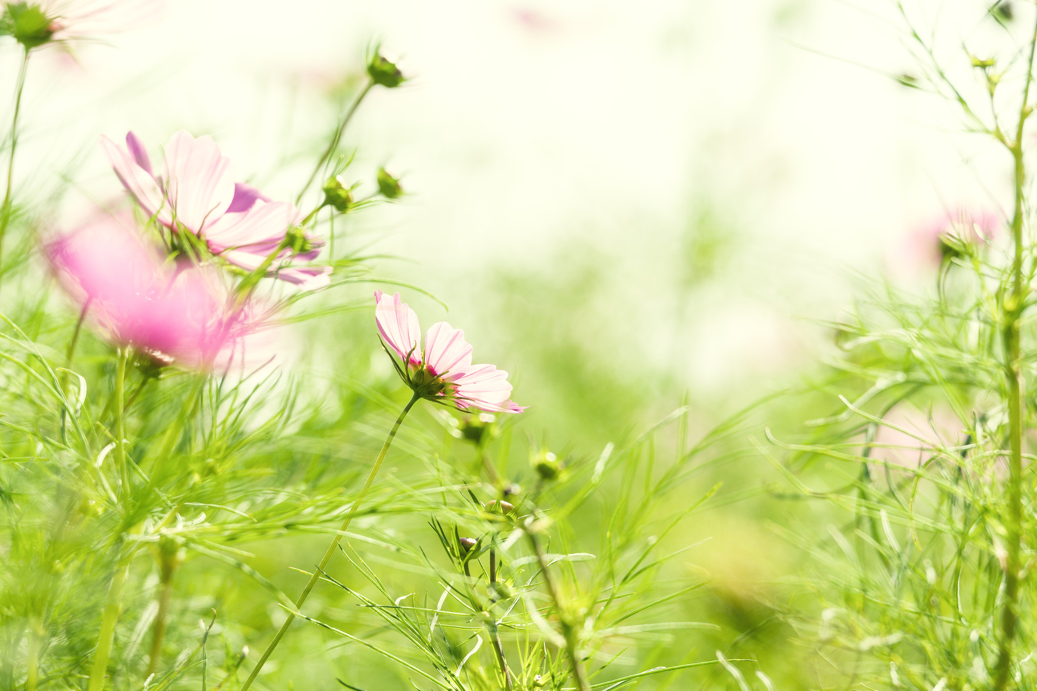 Pentax D FA* 70-200mm F2.8ED DC AW sample photo. *** photography