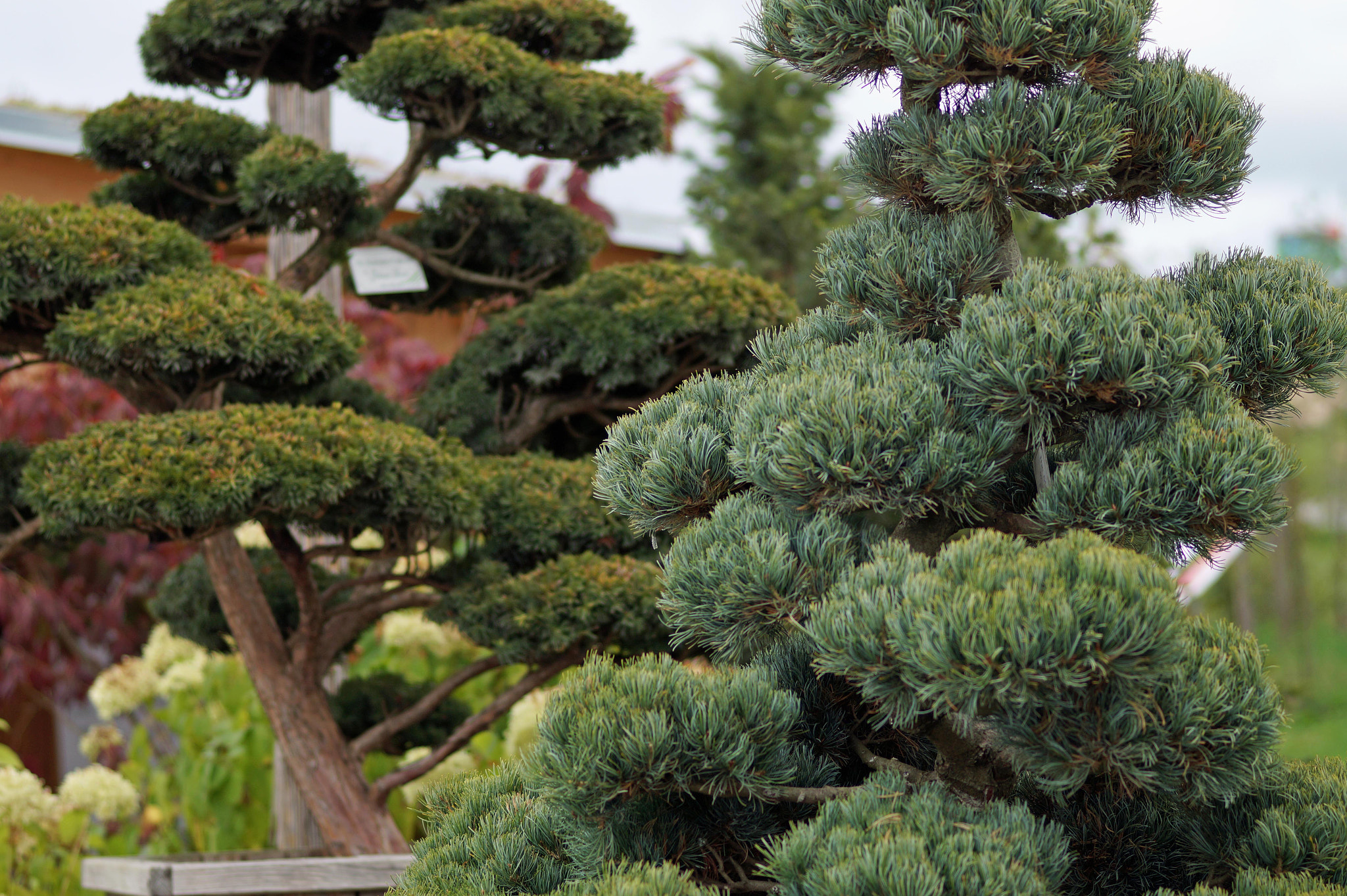 Sony SLT-A58 + Sony 85mm F2.8 SAM sample photo. Little japan trees photography