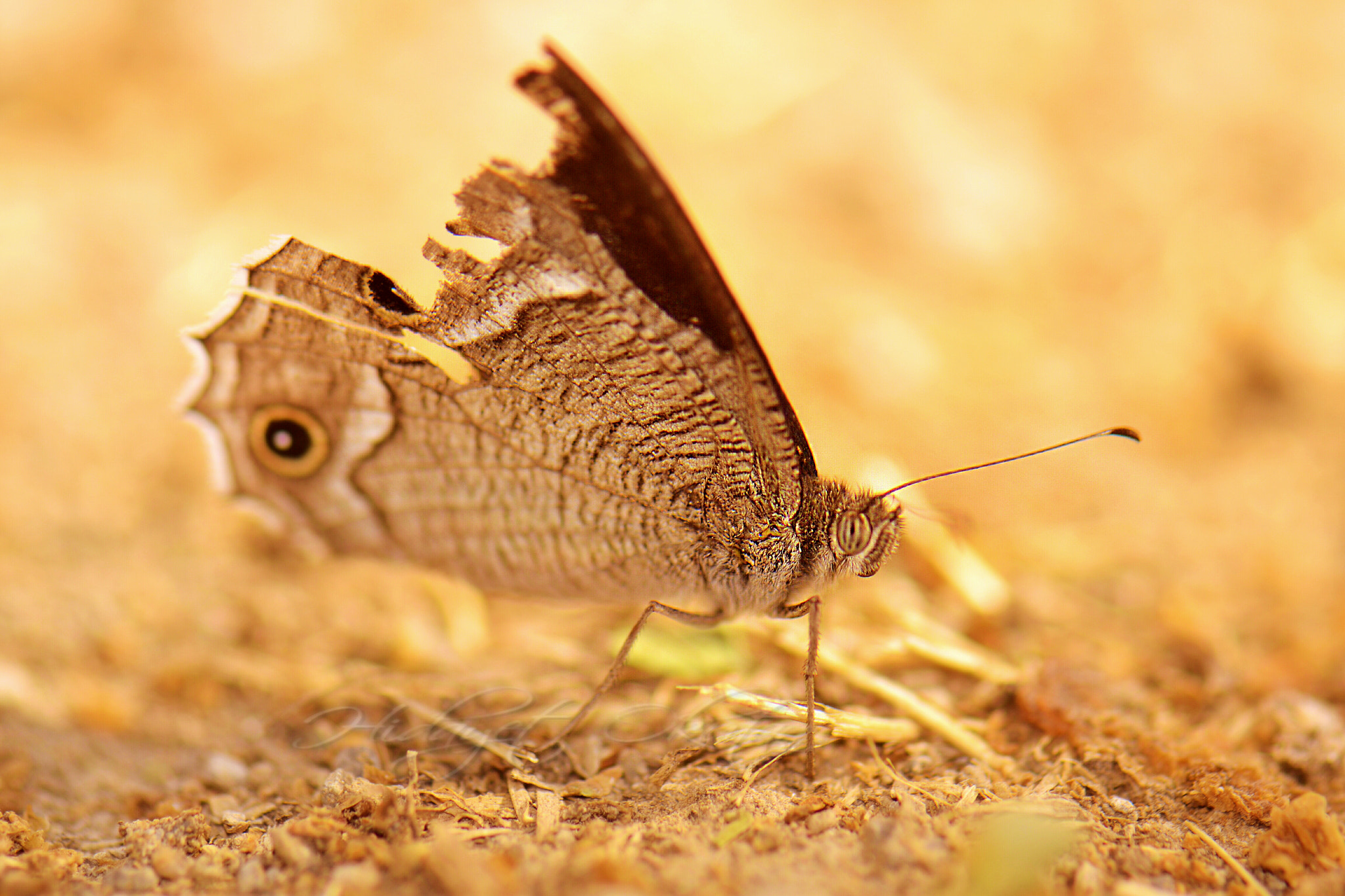 Nikon AF-S Micro-Nikkor 105mm F2.8G IF-ED VR sample photo. Butterfly photography