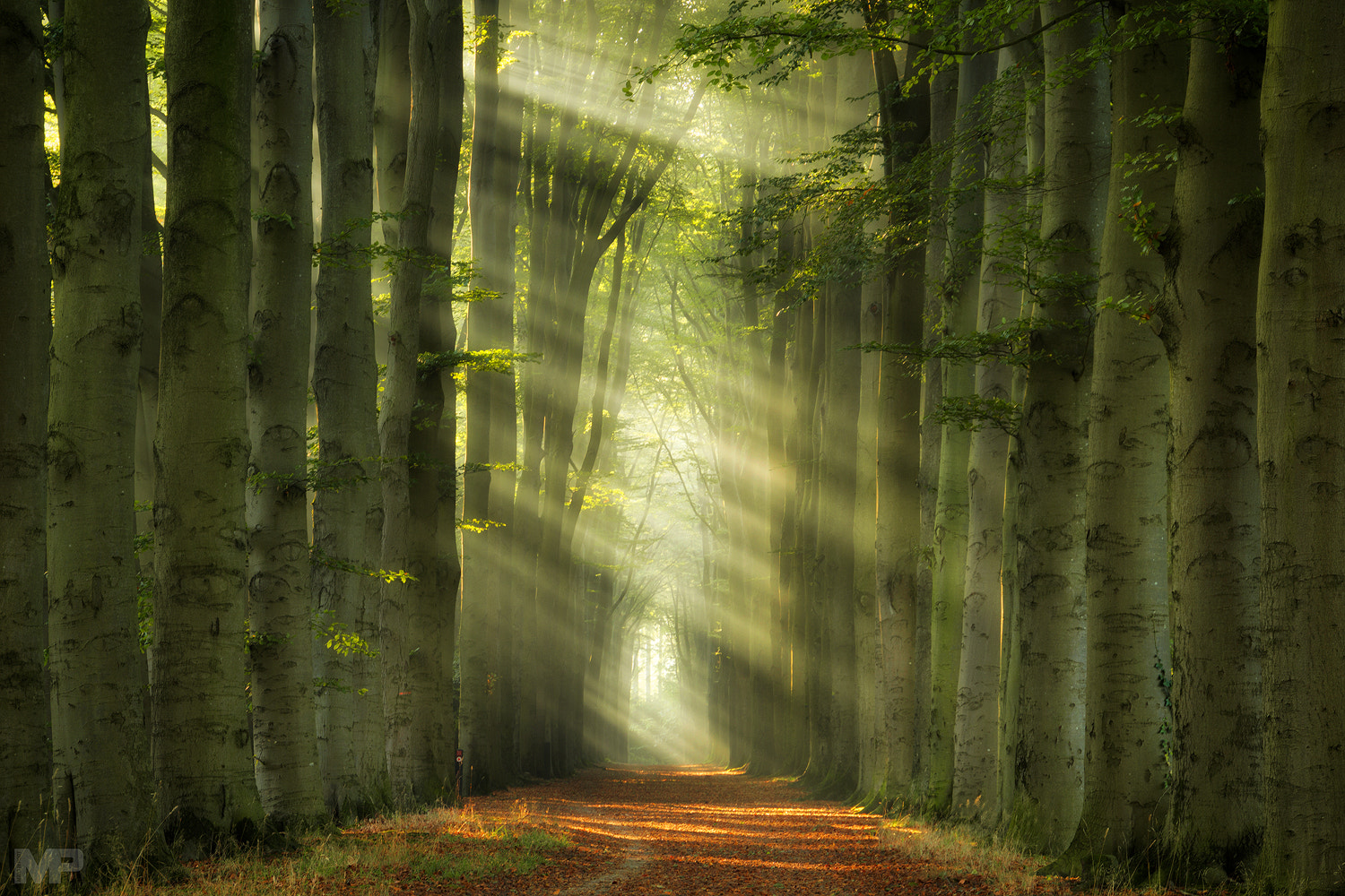Sony E 18-200mm F3.5-6.3 OSS sample photo. Rays of autumn photography