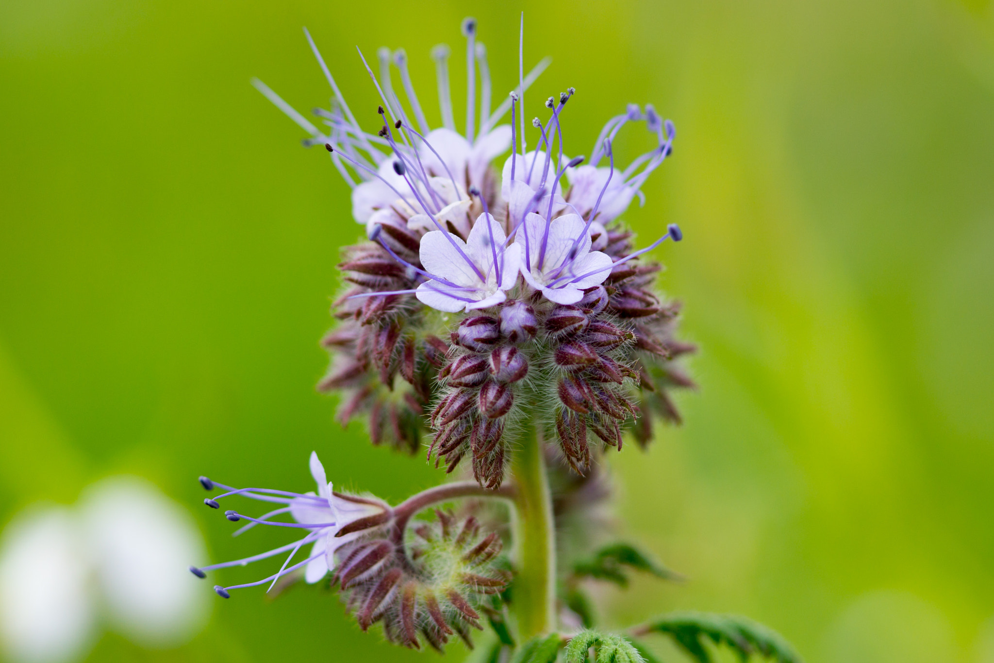 90mm F2.8 Macro G OSS sample photo. Curly photography