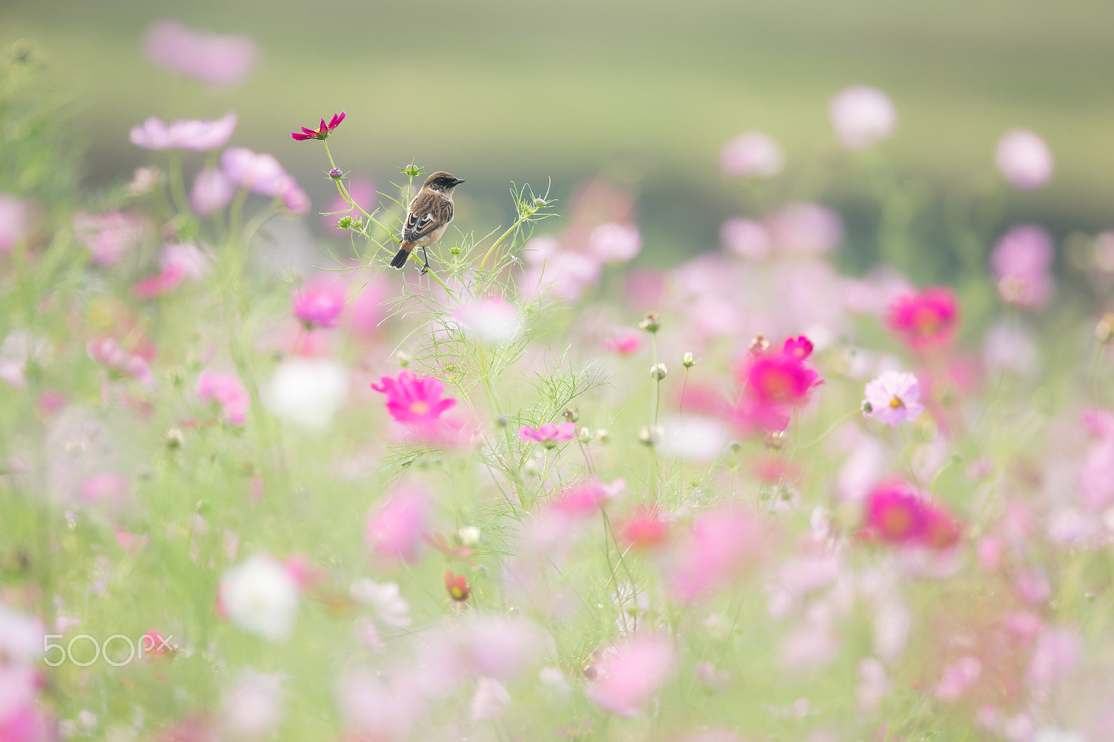 Canon EF 800mm F5.6L IS USM sample photo. 秋桜とノビタキ photography