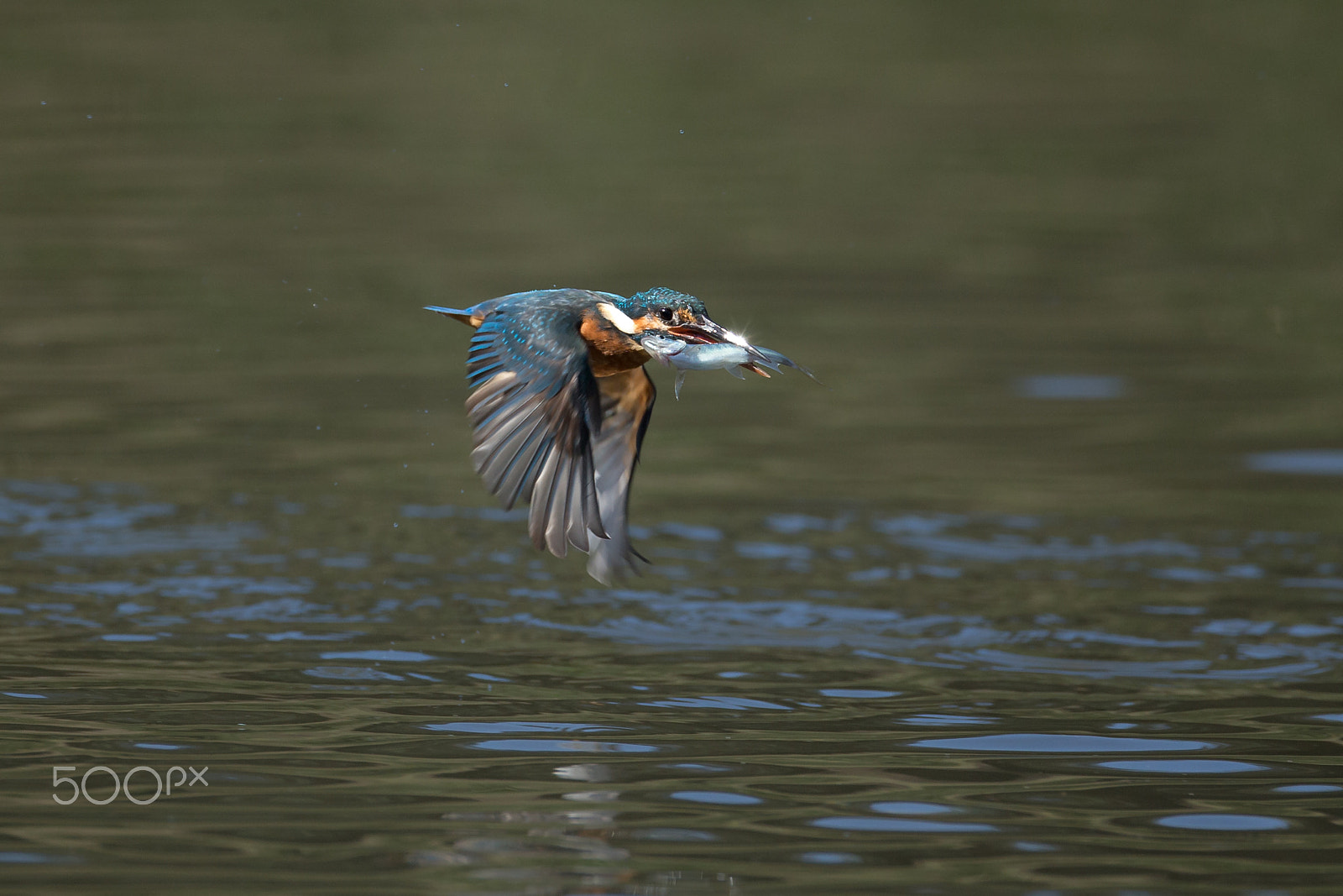 Canon EF 800mm F5.6L IS USM sample photo. 翡翠 photography