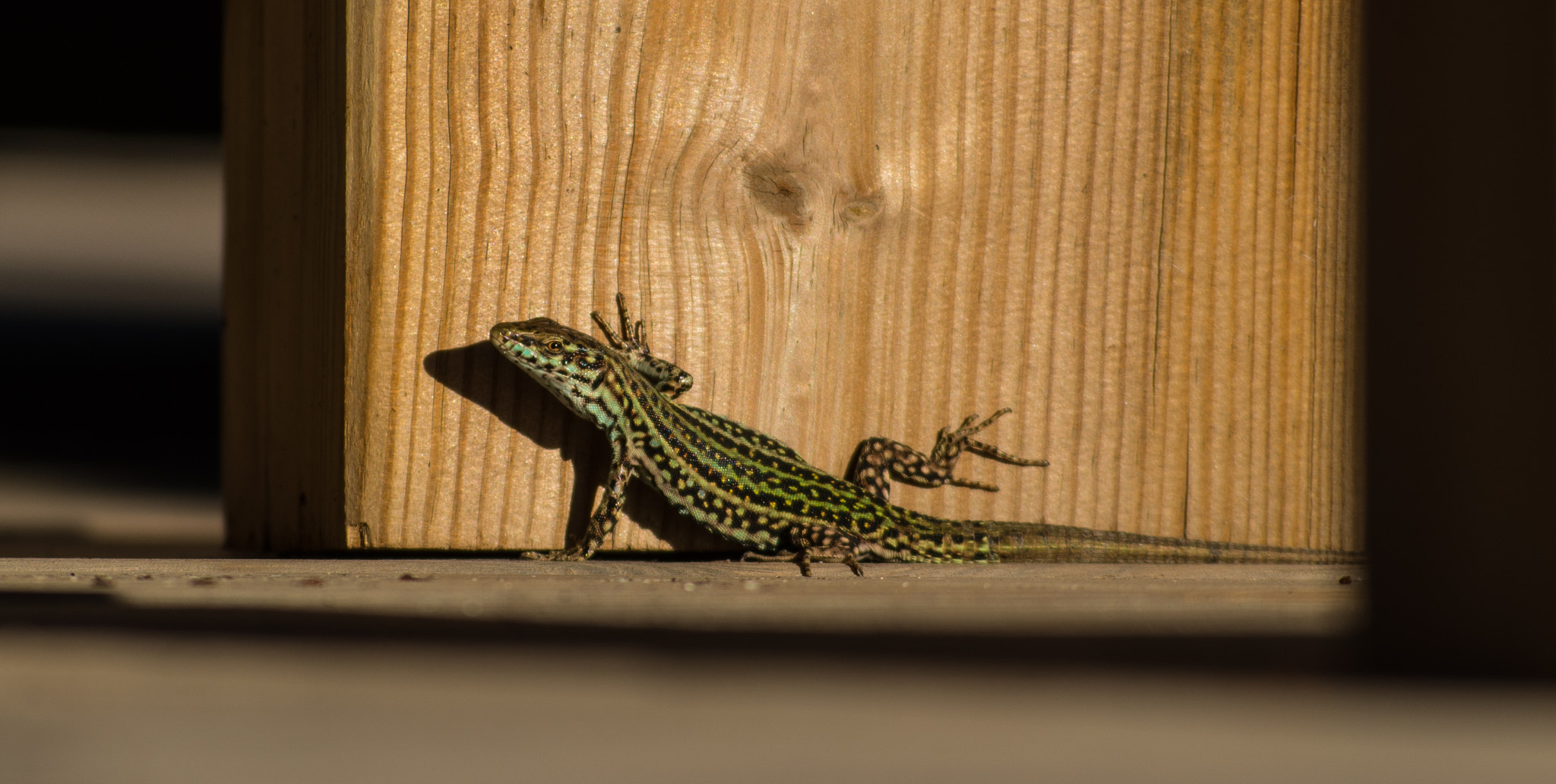 Pentax K-01 sample photo. Green lizard photography