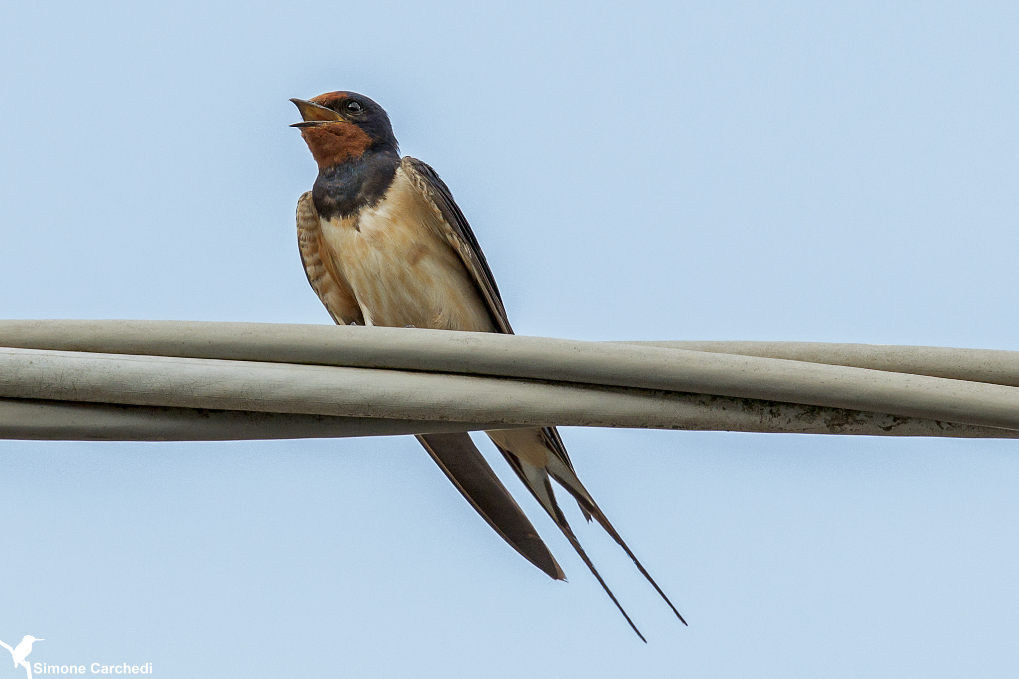 150-600mm F5-6.3 DG OS HSM | Sports 014 sample photo