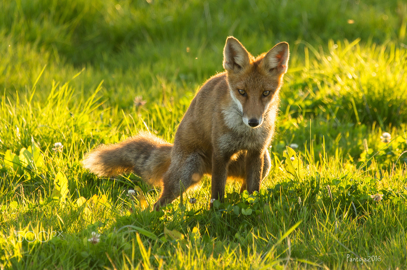 Sony SLT-A55 (SLT-A55V) + Sony 70-400mm F4-5.6 G SSM sample photo. Red fox photography