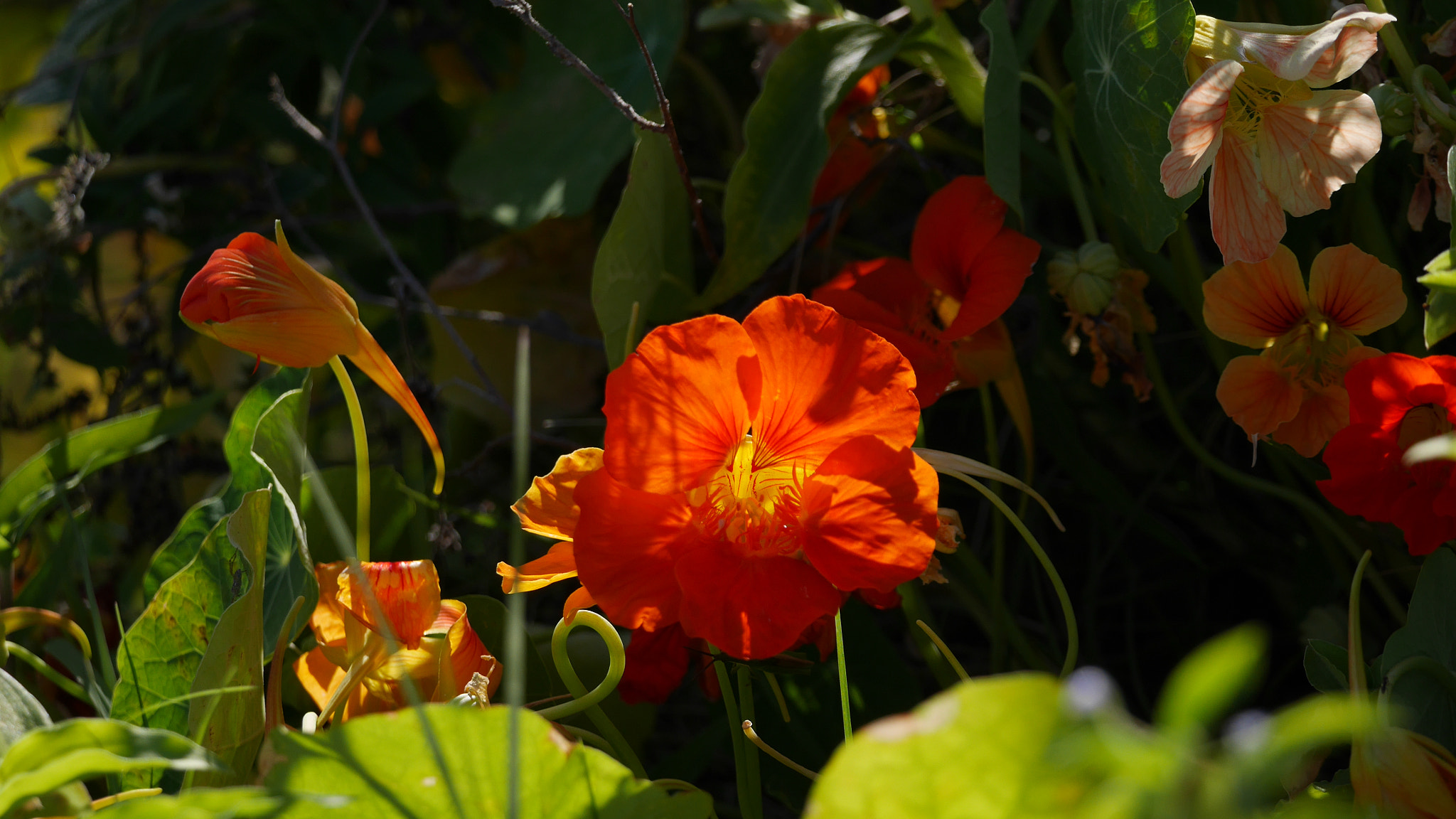 Panasonic Lumix DMC-GX7 + LEICA DG 100-400/F4.0-6.3 sample photo. Luminous flower photography