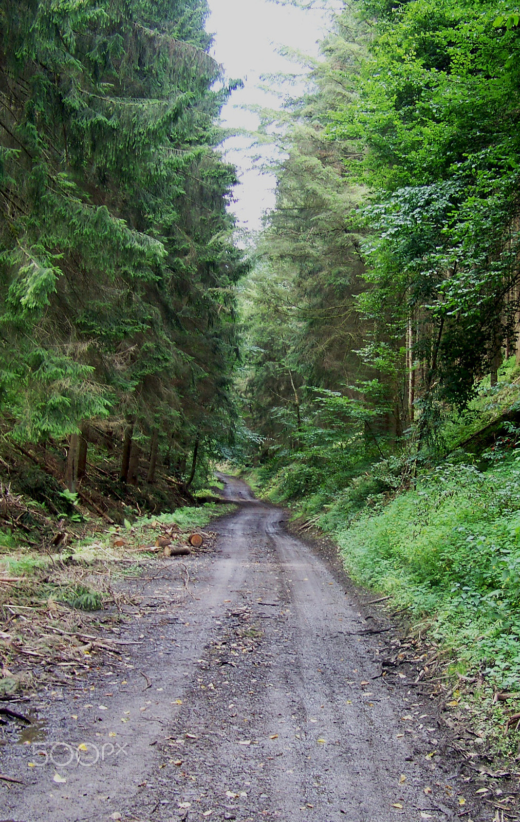 Kodak Z712 IS ZOOM DIGITAL CAMERA sample photo. Winding forest path photography