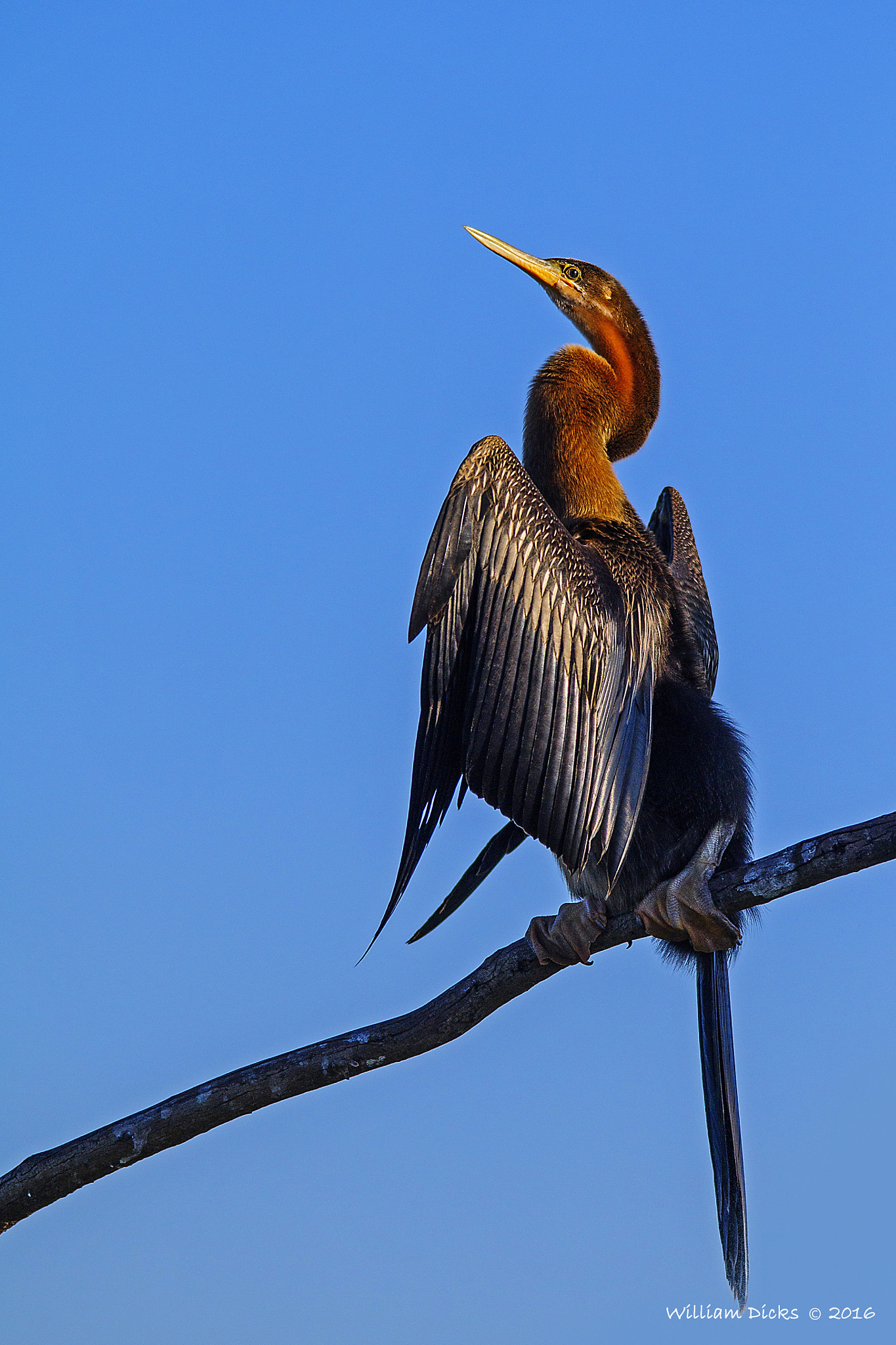 Sigma 150-500mm F5-6.3 DG OS HSM sample photo. African darter basking in the morning sun photography