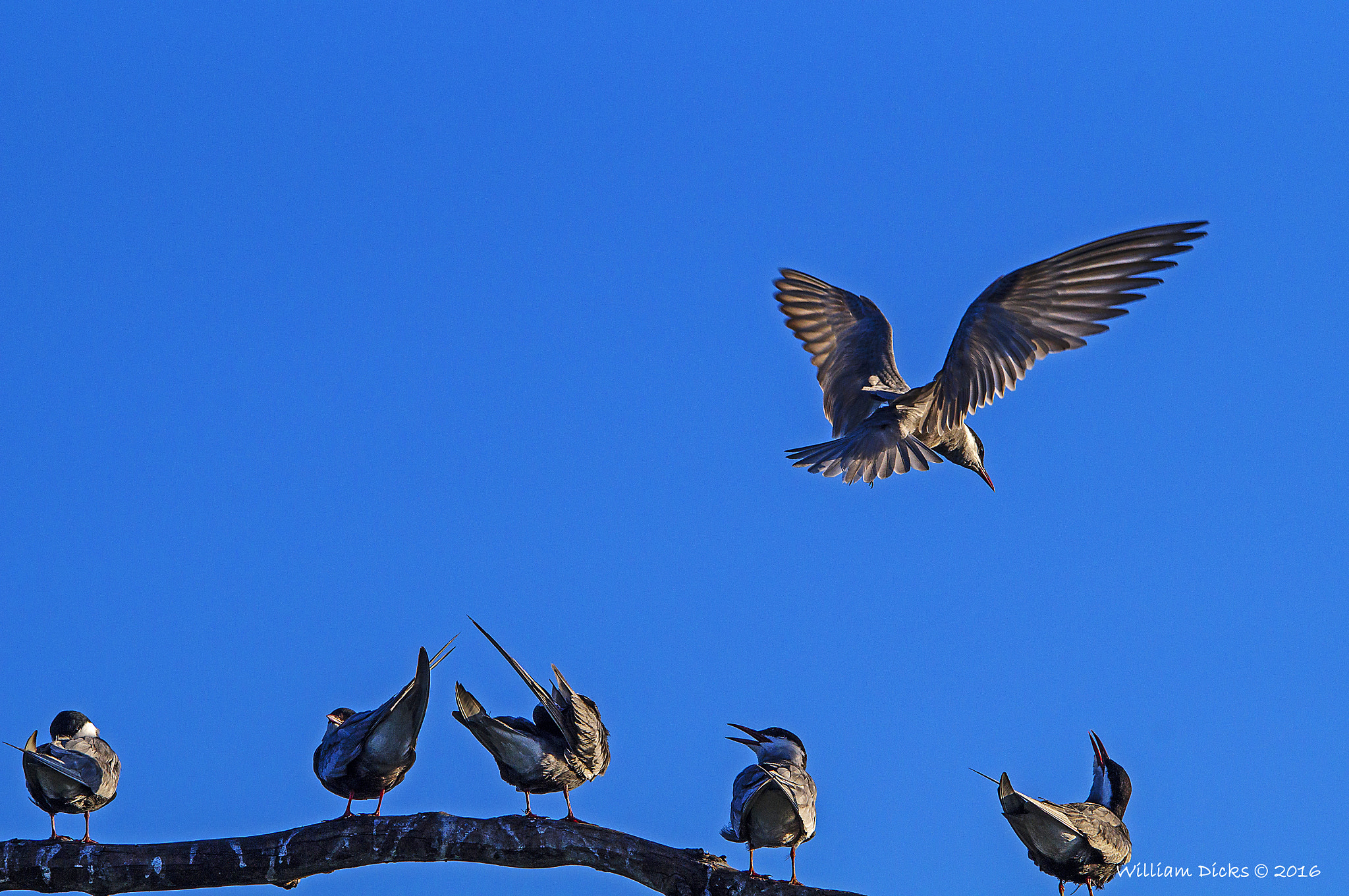 Sony SLT-A37 + Sigma 150-500mm F5-6.3 DG OS HSM sample photo. 1 - whiskered tern coming in for a landing photography