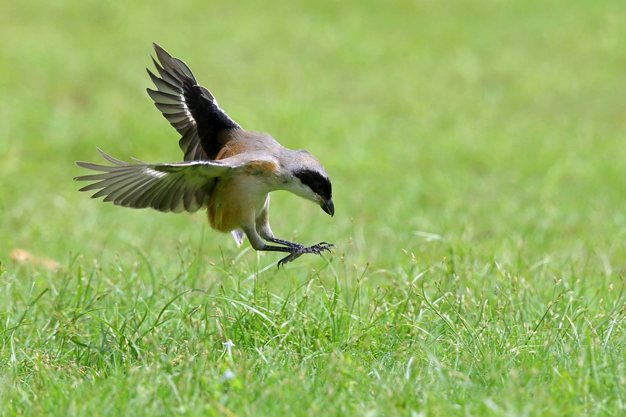 Canon EF 300mm F2.8L IS II USM sample photo. Catch photography