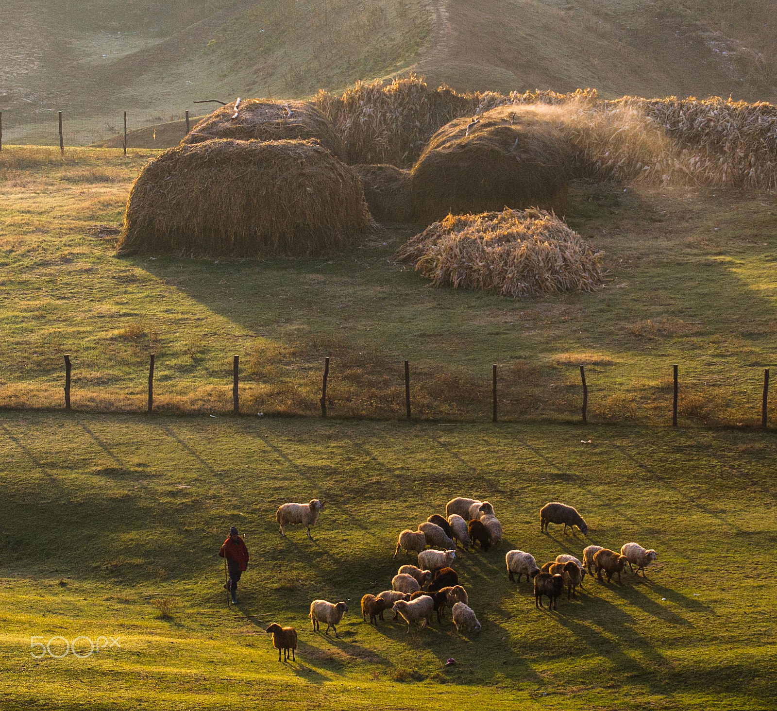 Sigma 70-200mm F2.8 EX DG OS HSM sample photo. To pasture photography