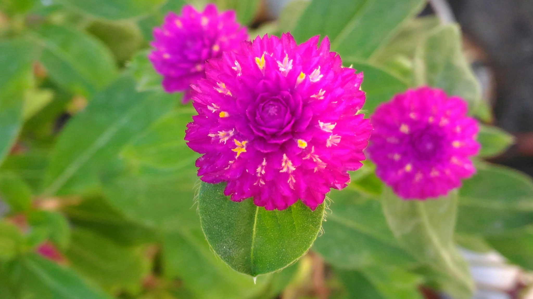 ASUS ZenFone Max (ZC550KL) sample photo