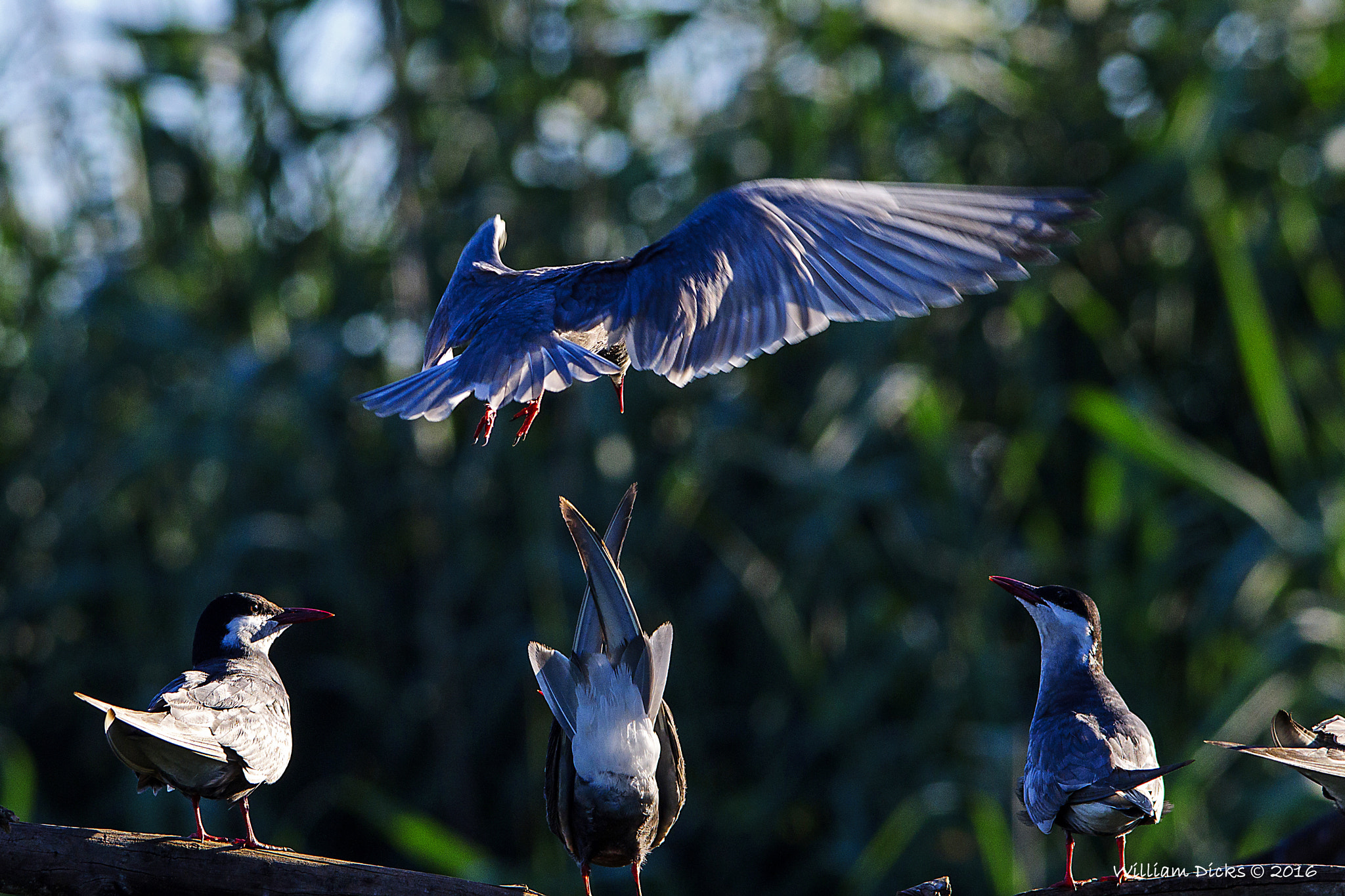Sigma 150-500mm F5-6.3 DG OS HSM sample photo. 2 - whiskered tern coming in for a landing photography