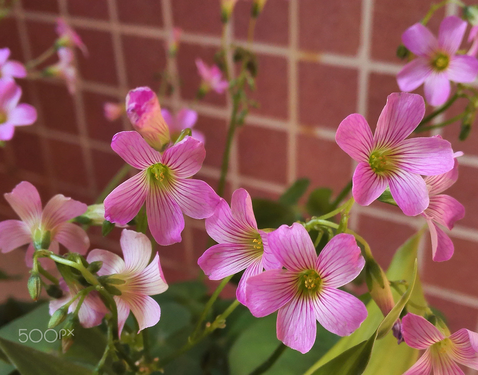 HUAWEI PE-TL10 sample photo. The lucky flower photography