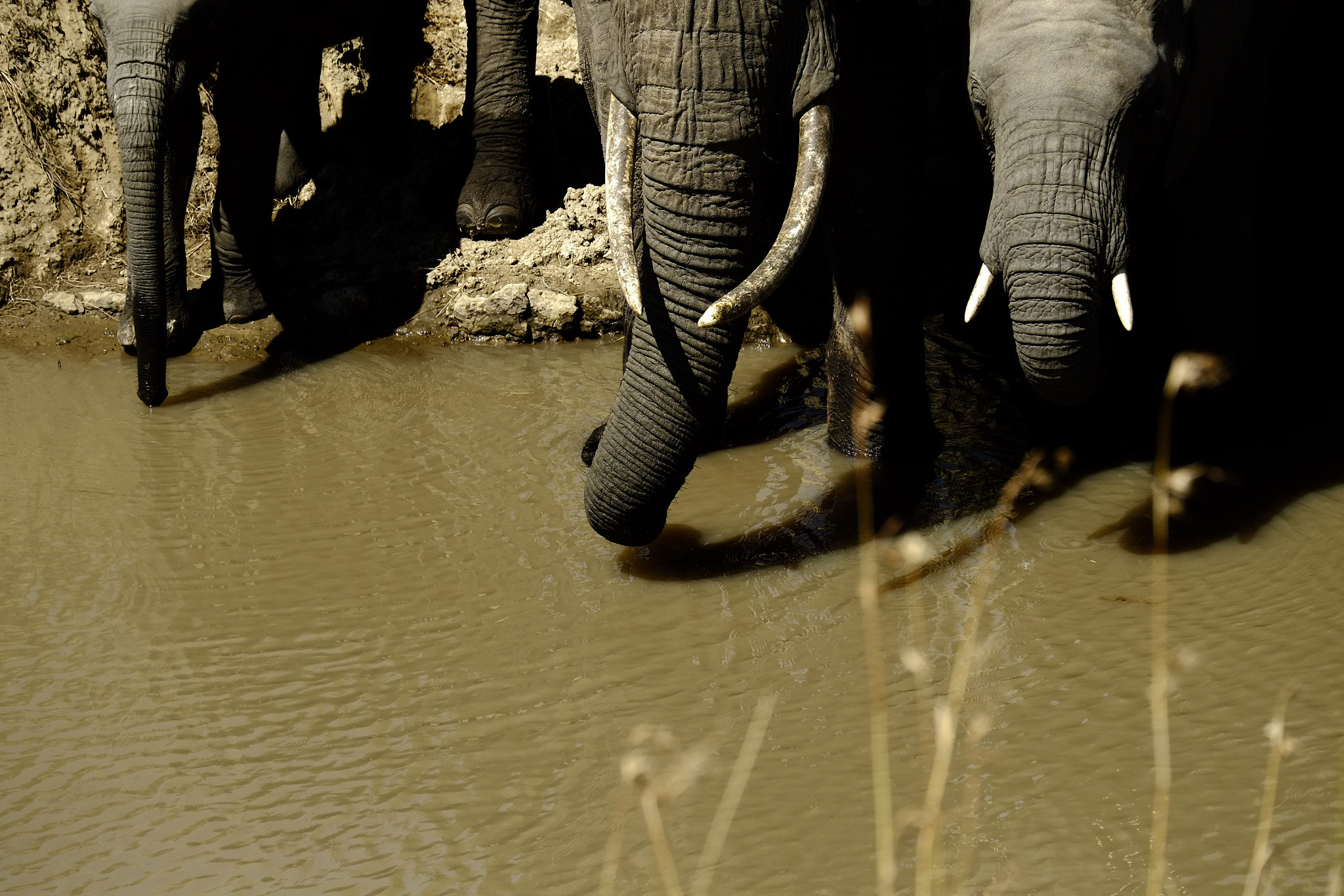 Fujifilm X-Pro1 + Fujifilm XC 50-230mm F4.5-6.7 OIS sample photo. Drink at massai mara... photography