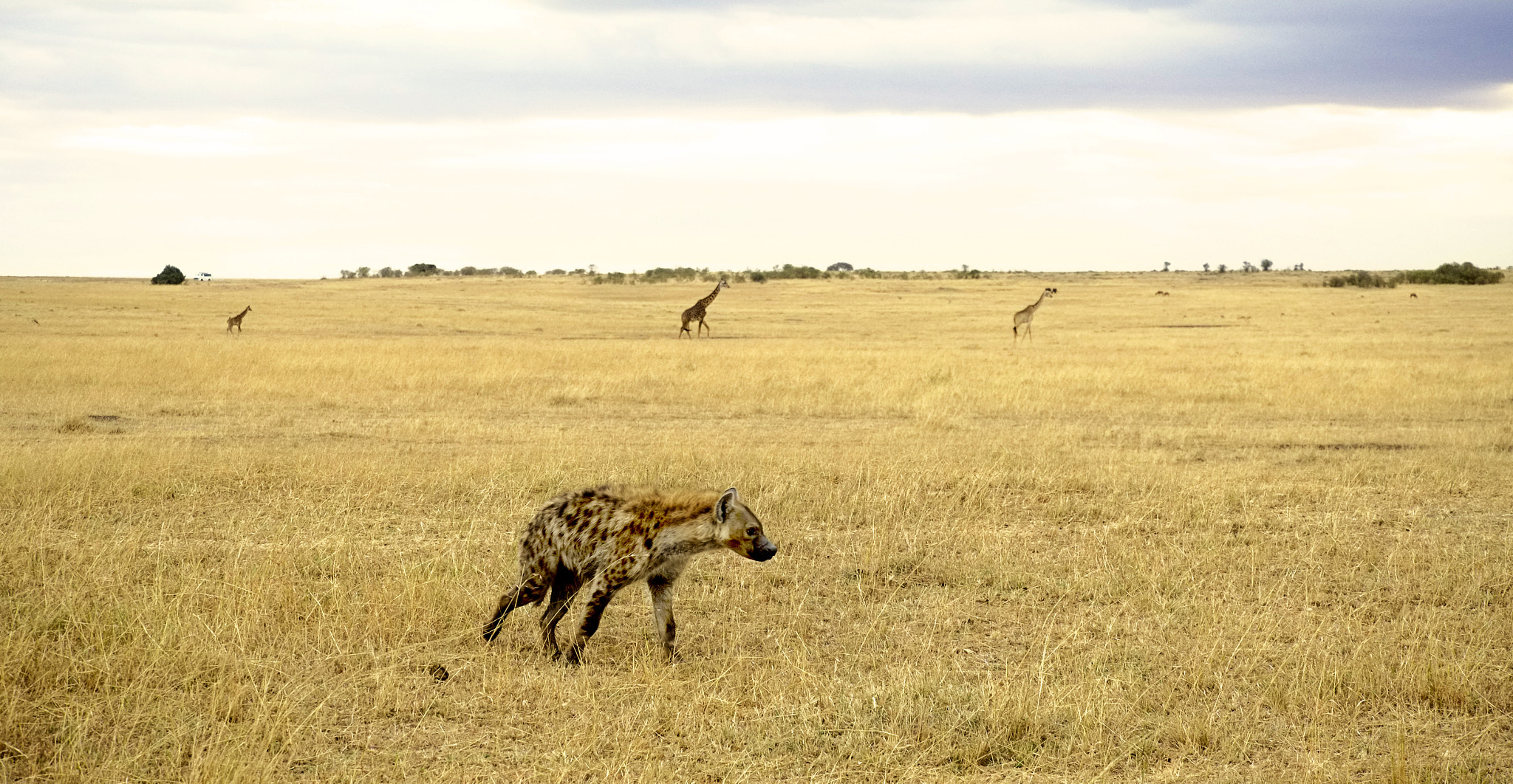 Fujifilm X-Pro1 + Fujifilm XC 50-230mm F4.5-6.7 OIS sample photo. Walking in massai mara photography