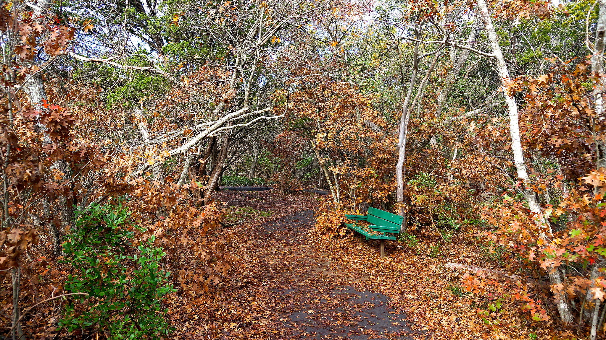 Sony Alpha NEX-6 + Sony E 18-50mm F4-5.6 sample photo. Gnarly forest trail photography