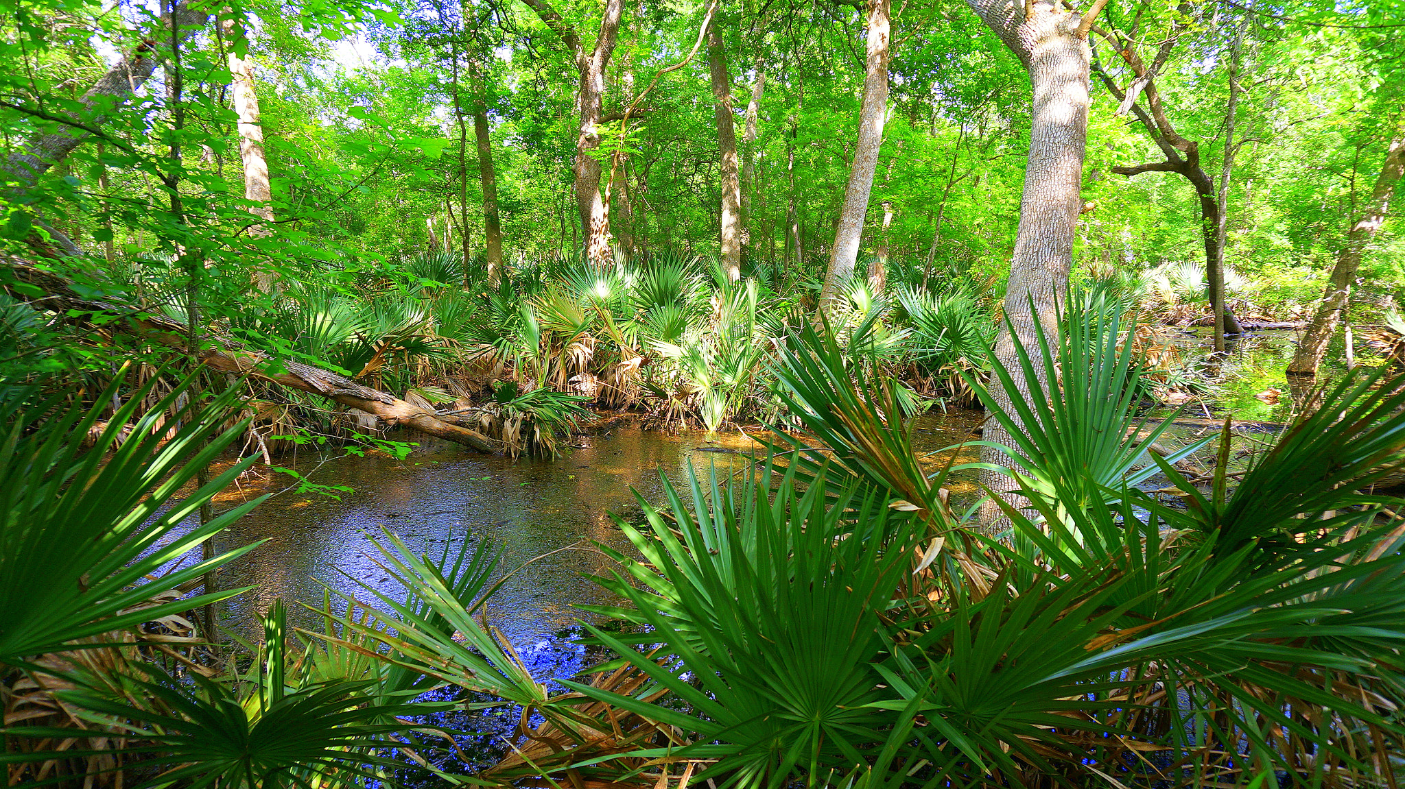 Sony Alpha NEX-6 + Sony E 18-50mm F4-5.6 sample photo. Texas swamp photography
