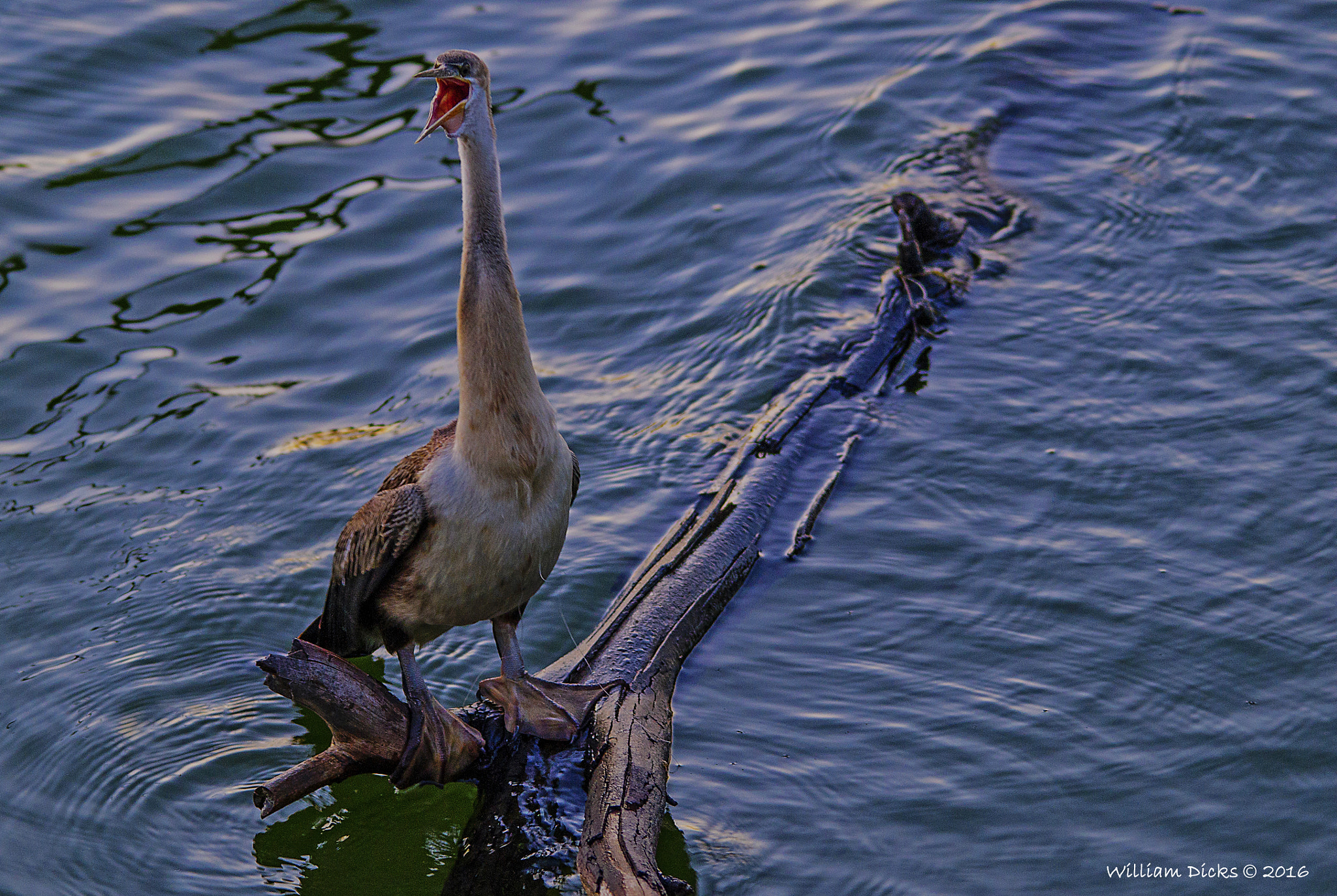 Sony SLT-A37 + Sigma 150-500mm F5-6.3 DG OS HSM sample photo. African darter calling for its mate photography