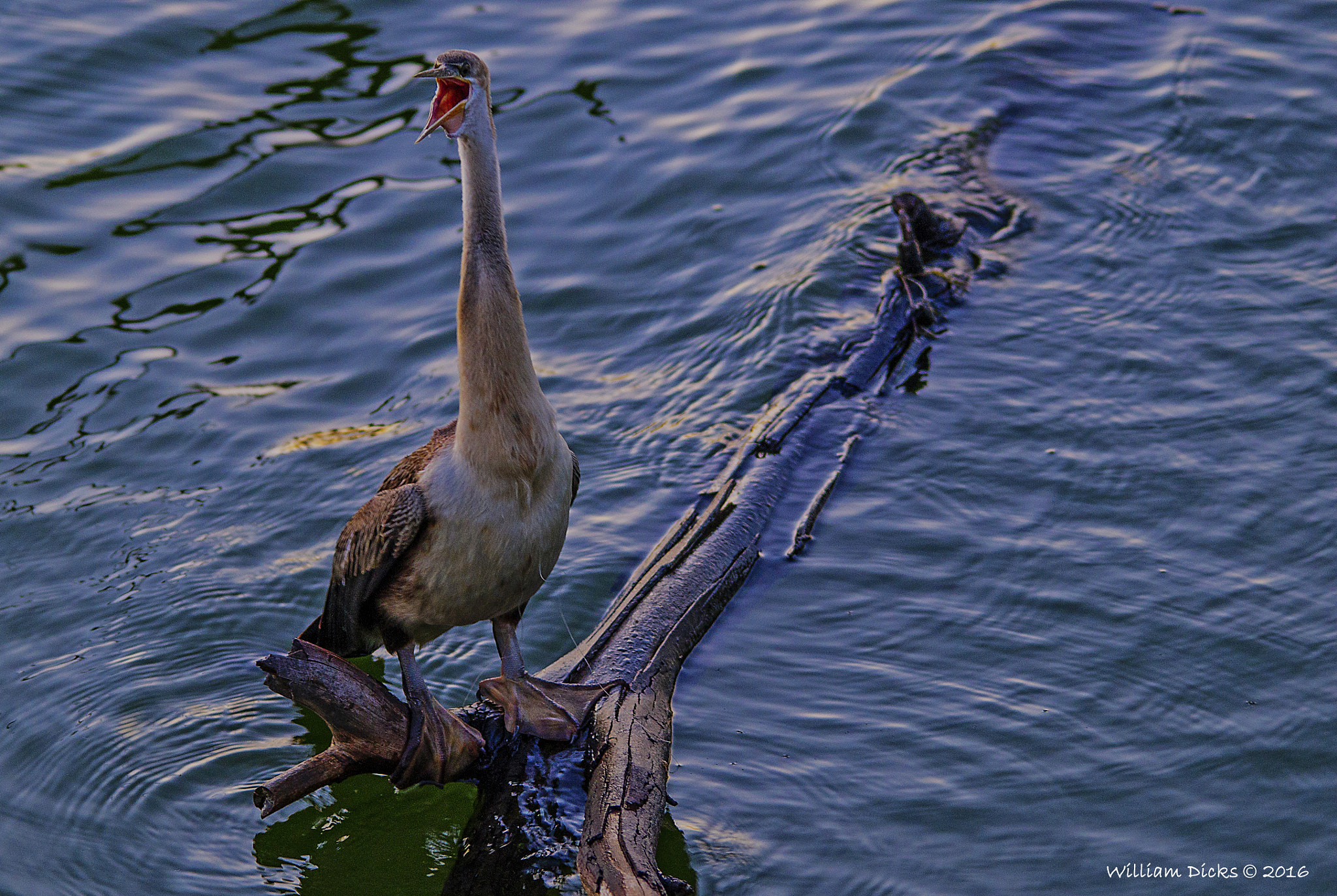 Sigma 150-500mm F5-6.3 DG OS HSM sample photo. African darter calling for its mate photography