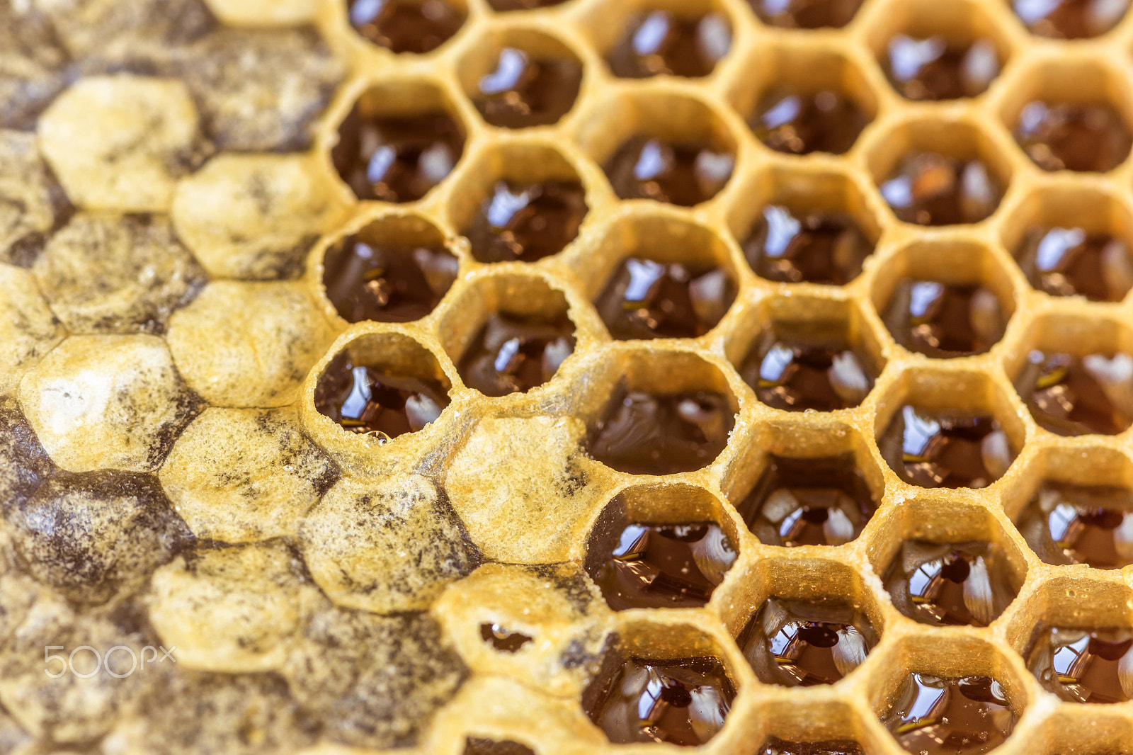 Canon EOS 6D + Sigma 105mm F2.8 EX DG Macro sample photo. Honeycomb 2 photography