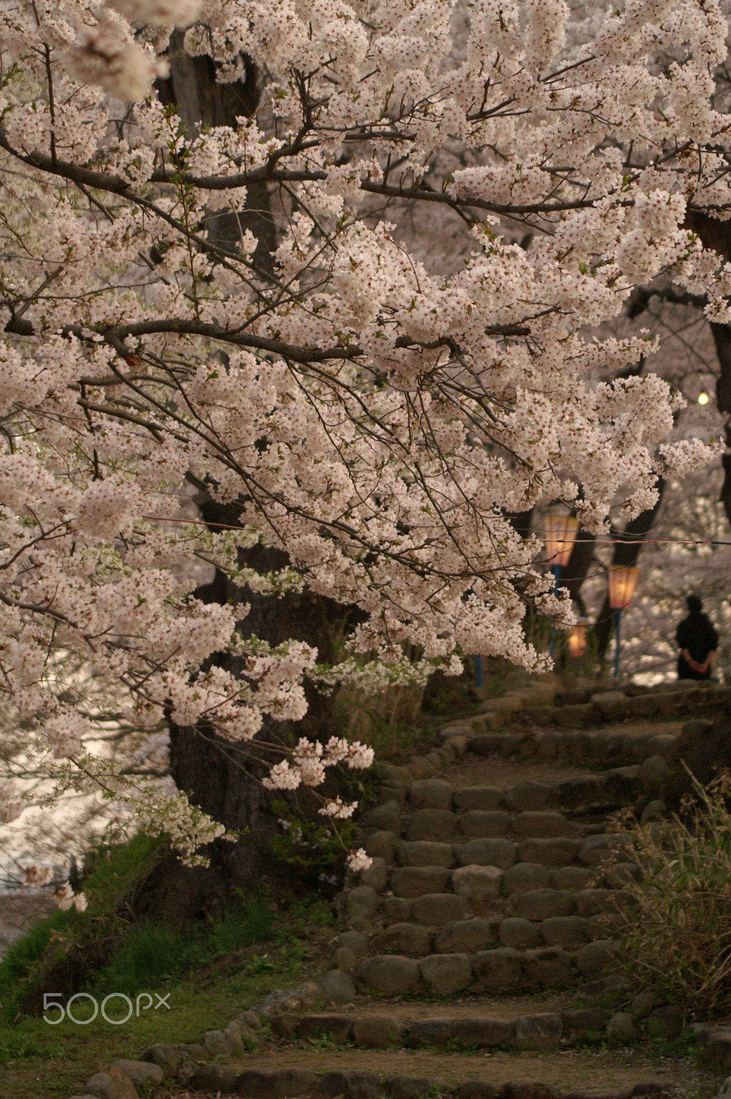 Minolta AF 70-210mm F3.5-4.5 sample photo. Cherry blossoms 9 photography