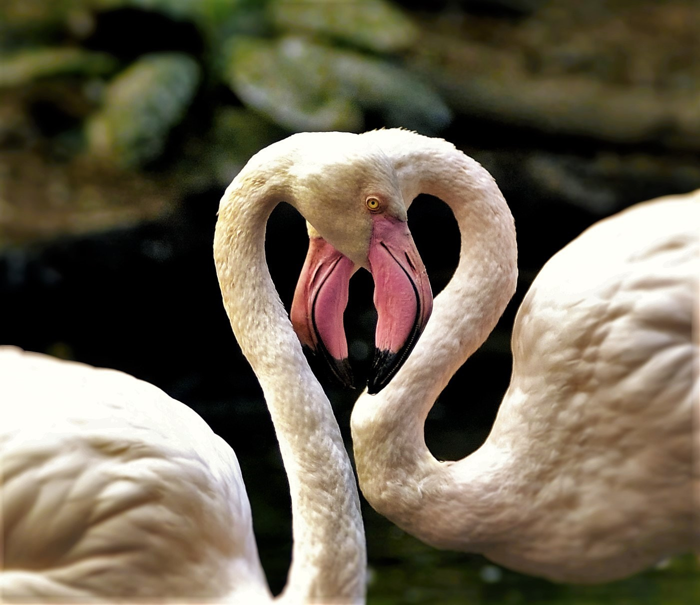 Sigma 150-600mm F5-6.3 DG OS HSM | C sample photo. Dangerous crossing photography