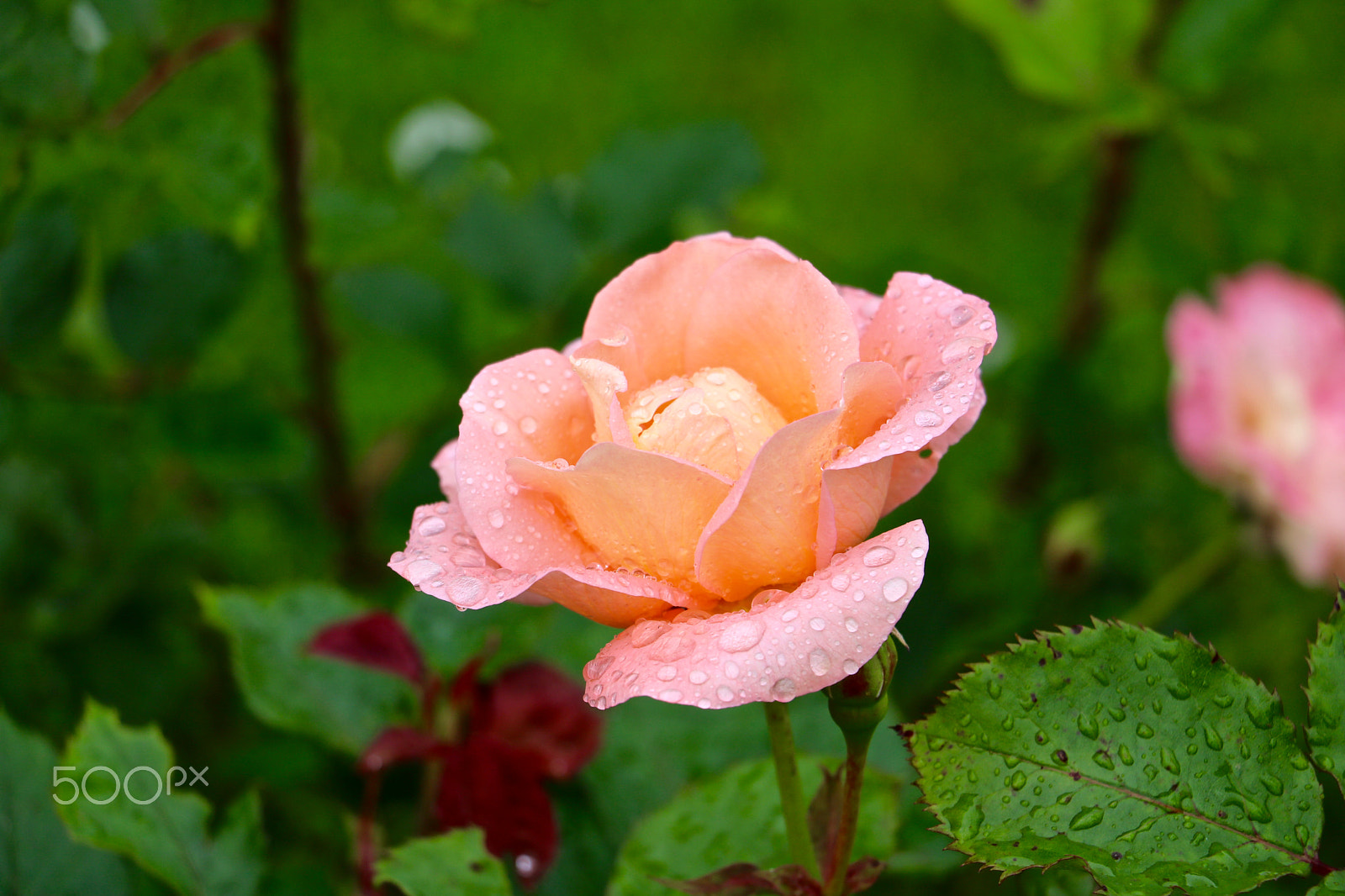 Canon EOS 760D (EOS Rebel T6s / EOS 8000D) sample photo. Rose parc bagatelle, boulogne france photography