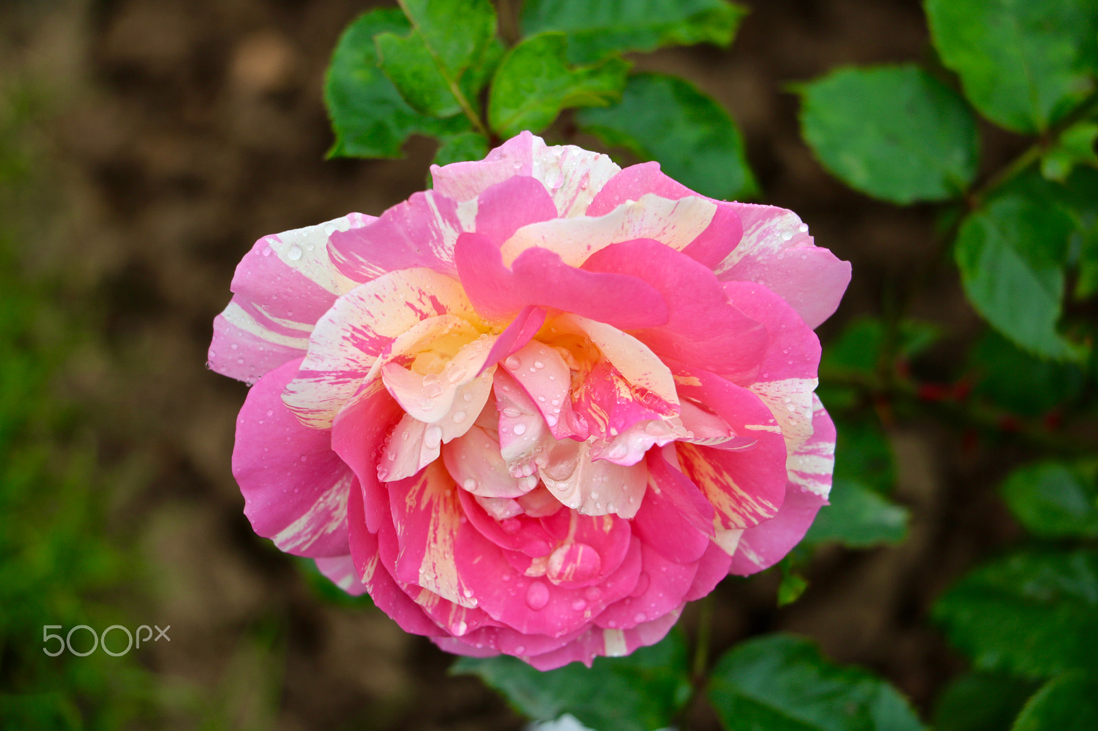 Canon EOS 760D (EOS Rebel T6s / EOS 8000D) sample photo. Rose parc bagatelle, boulogne france photography