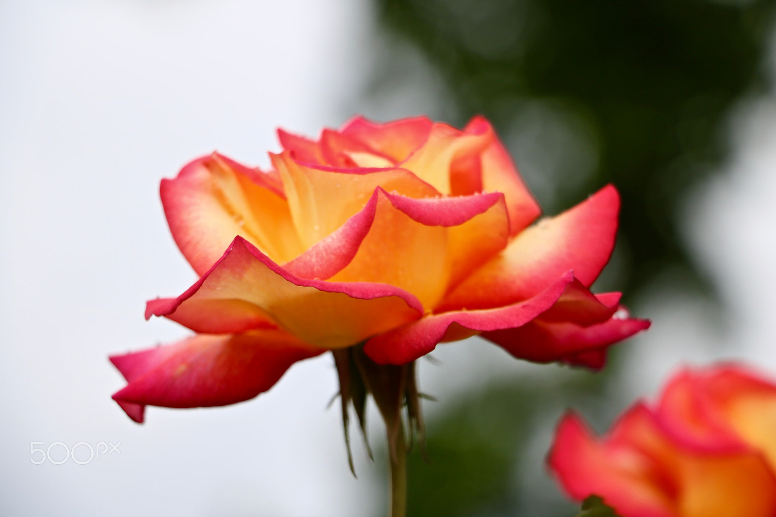Canon EOS 760D (EOS Rebel T6s / EOS 8000D) sample photo. Rose parc bagatelle, boulogne france photography