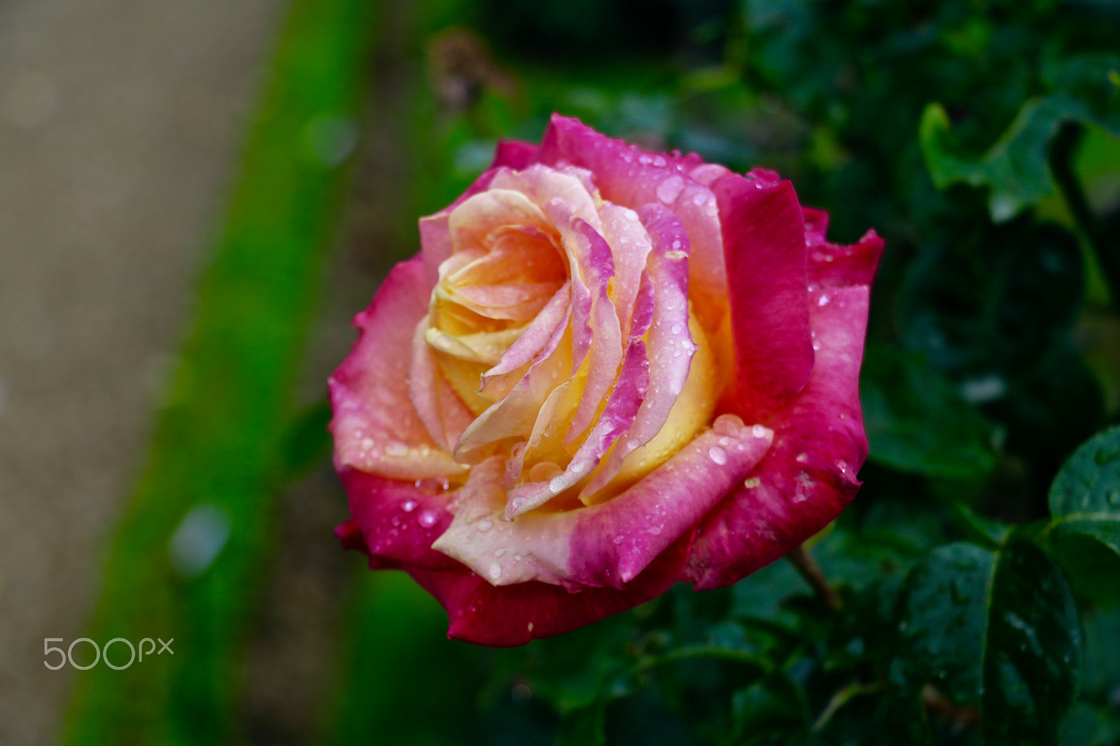 Canon EOS 760D (EOS Rebel T6s / EOS 8000D) sample photo. Rose parc bagatelle, boulogne france photography