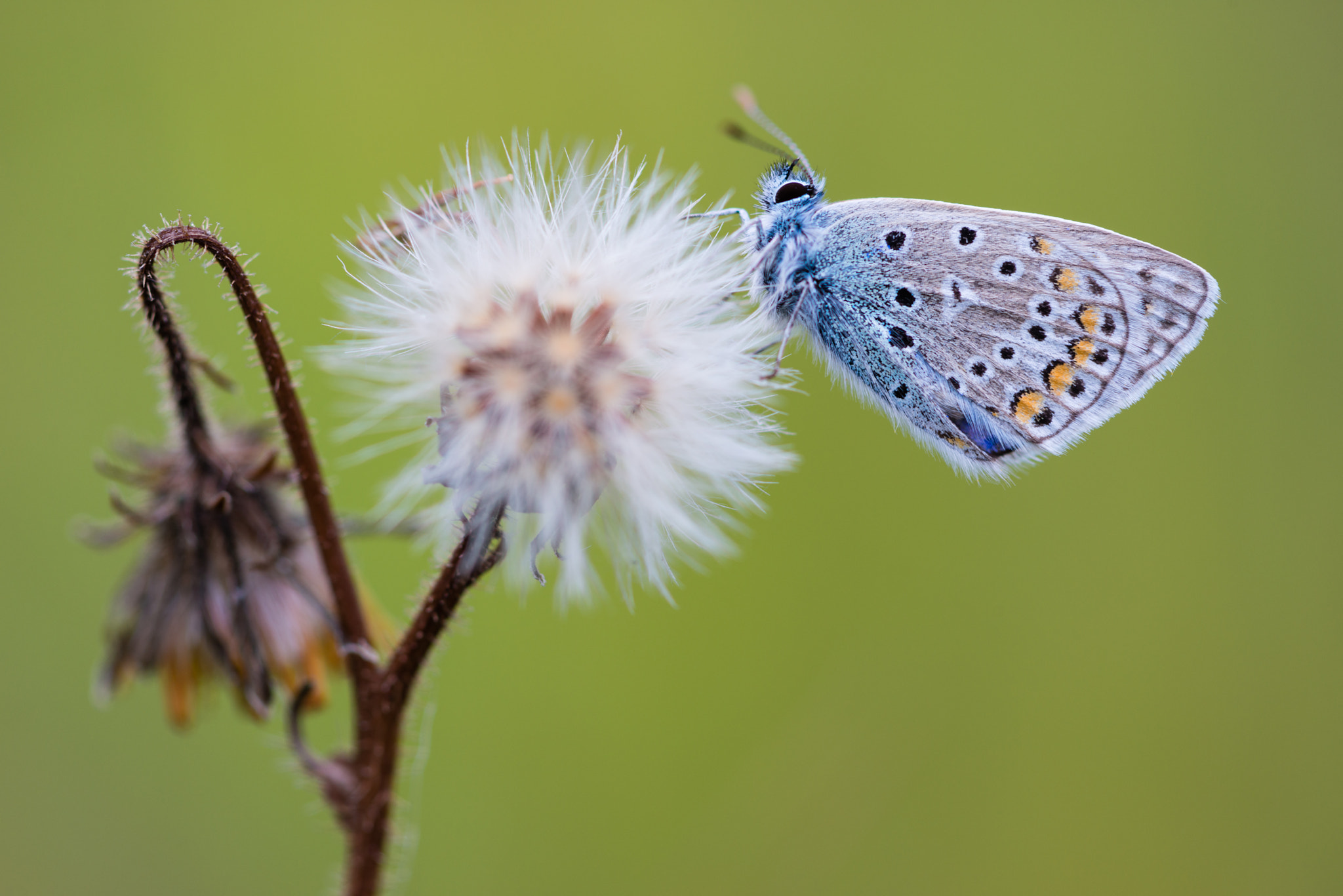 Nikon D800 + Nikon AF Micro-Nikkor 200mm F4D ED-IF sample photo. Hauhechel bläuling photography